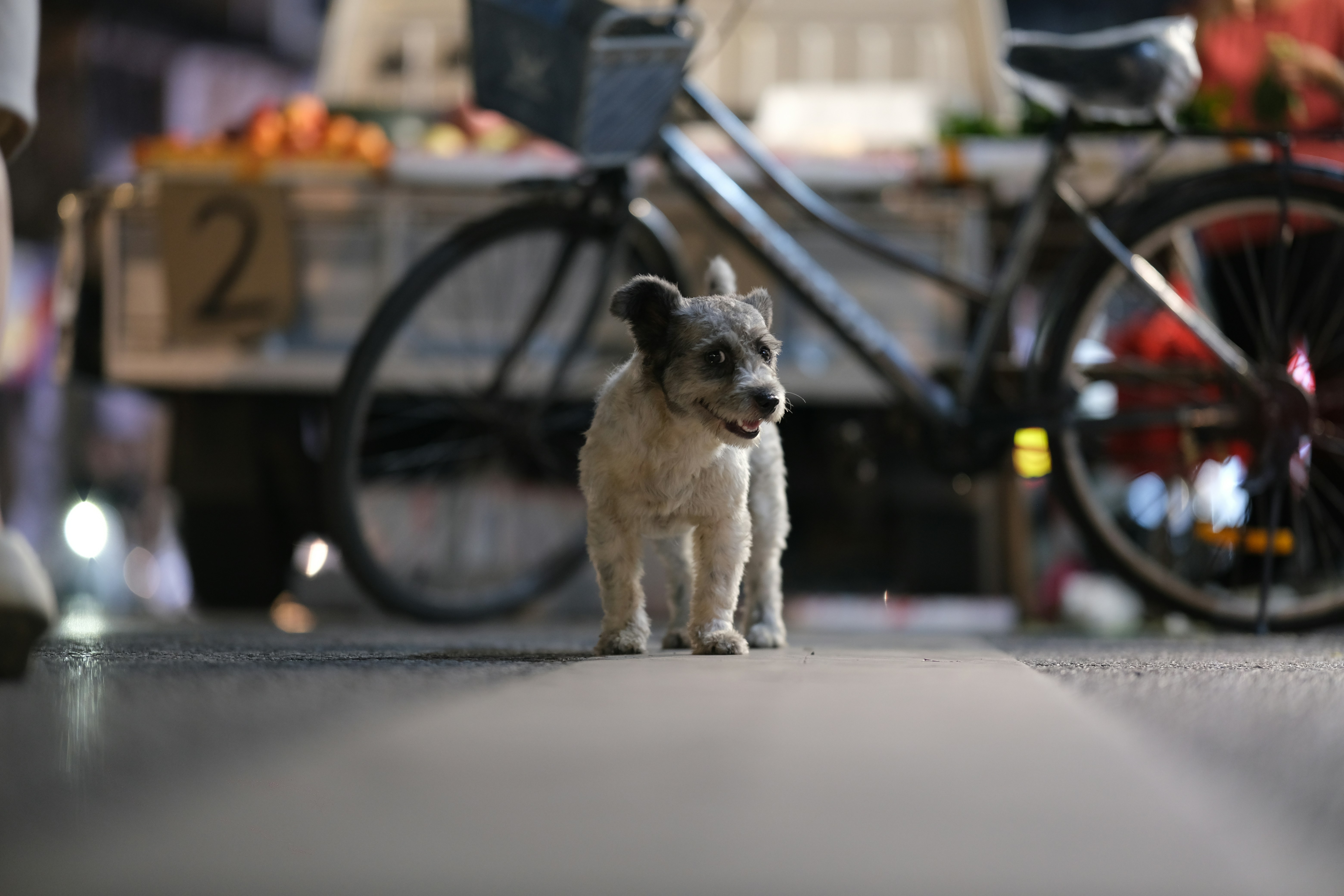 A small puppy stands on a city street.