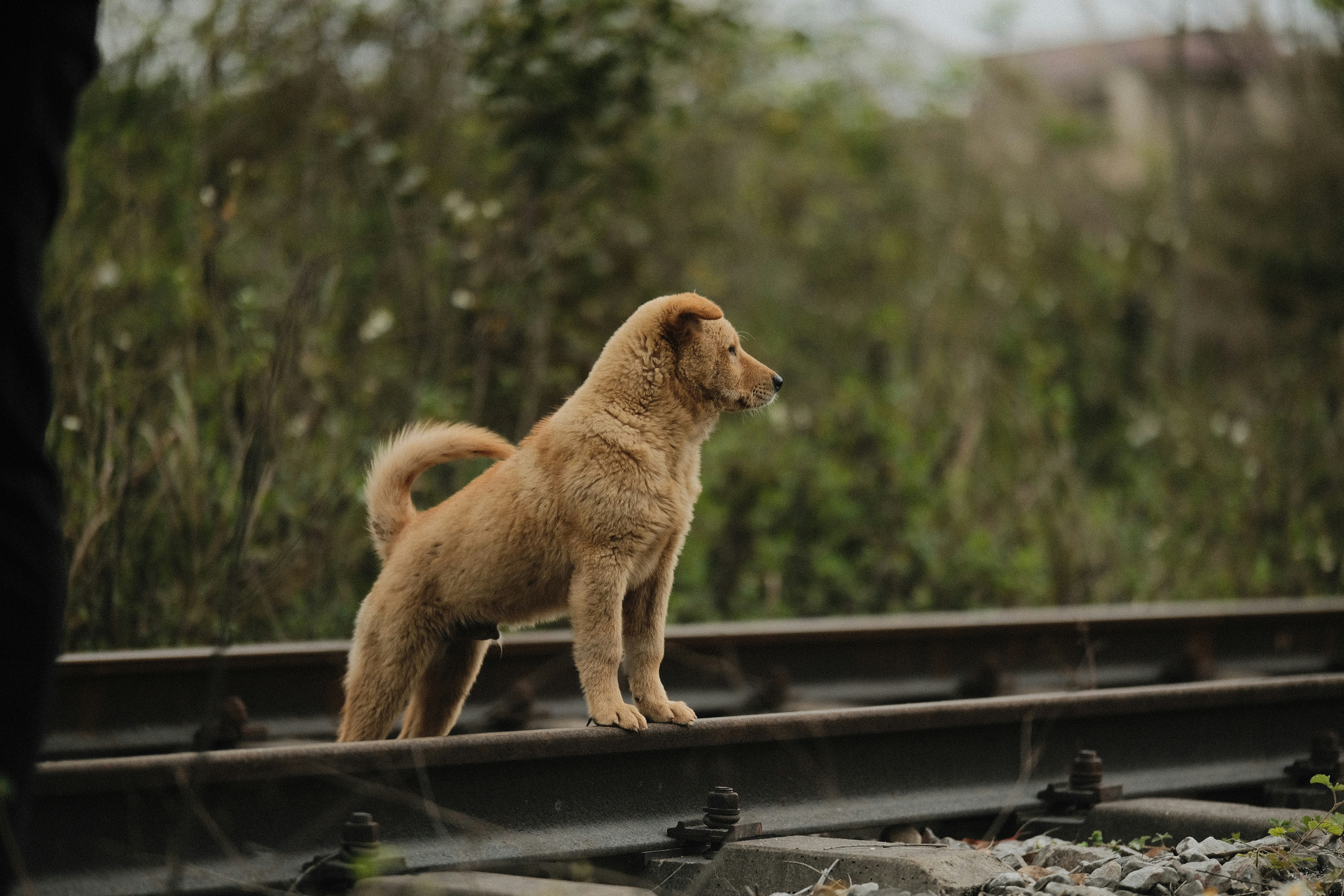 꼬리 흔드는 게 다 좋은 건 아냐? 감정별 차이 분석