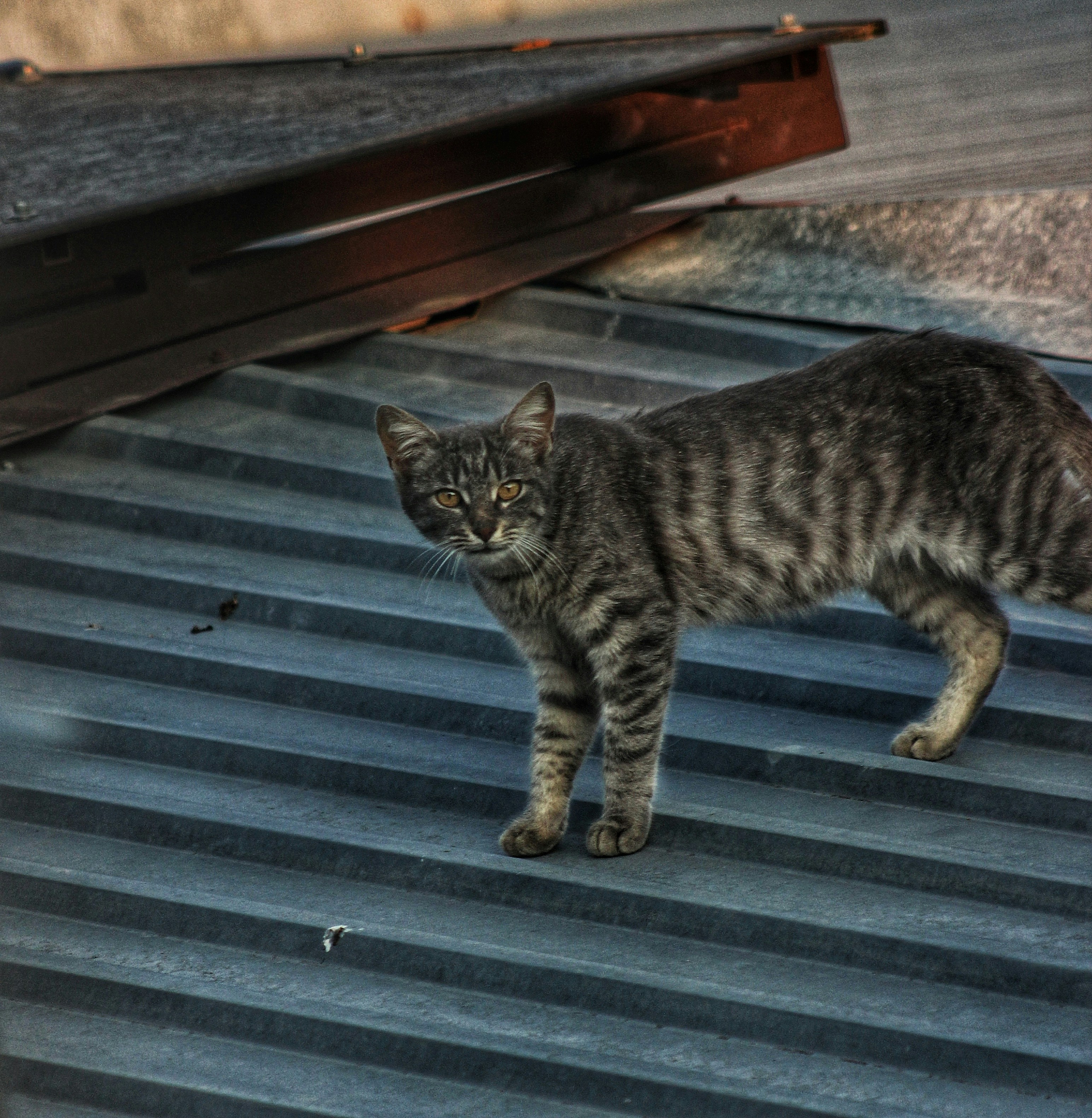 A cat stands on a rooftop, looking.