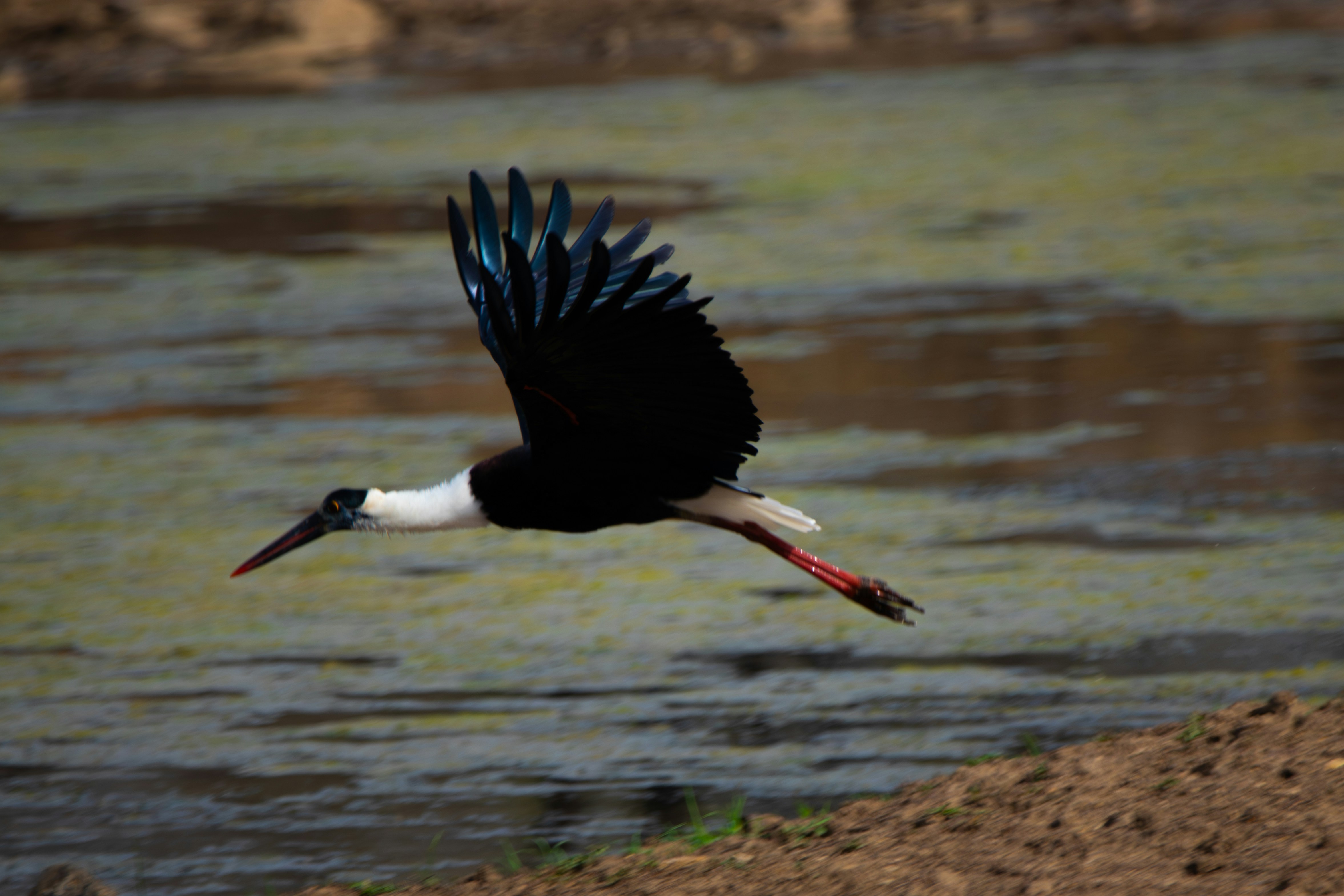 A black-necked stork flies over the water.