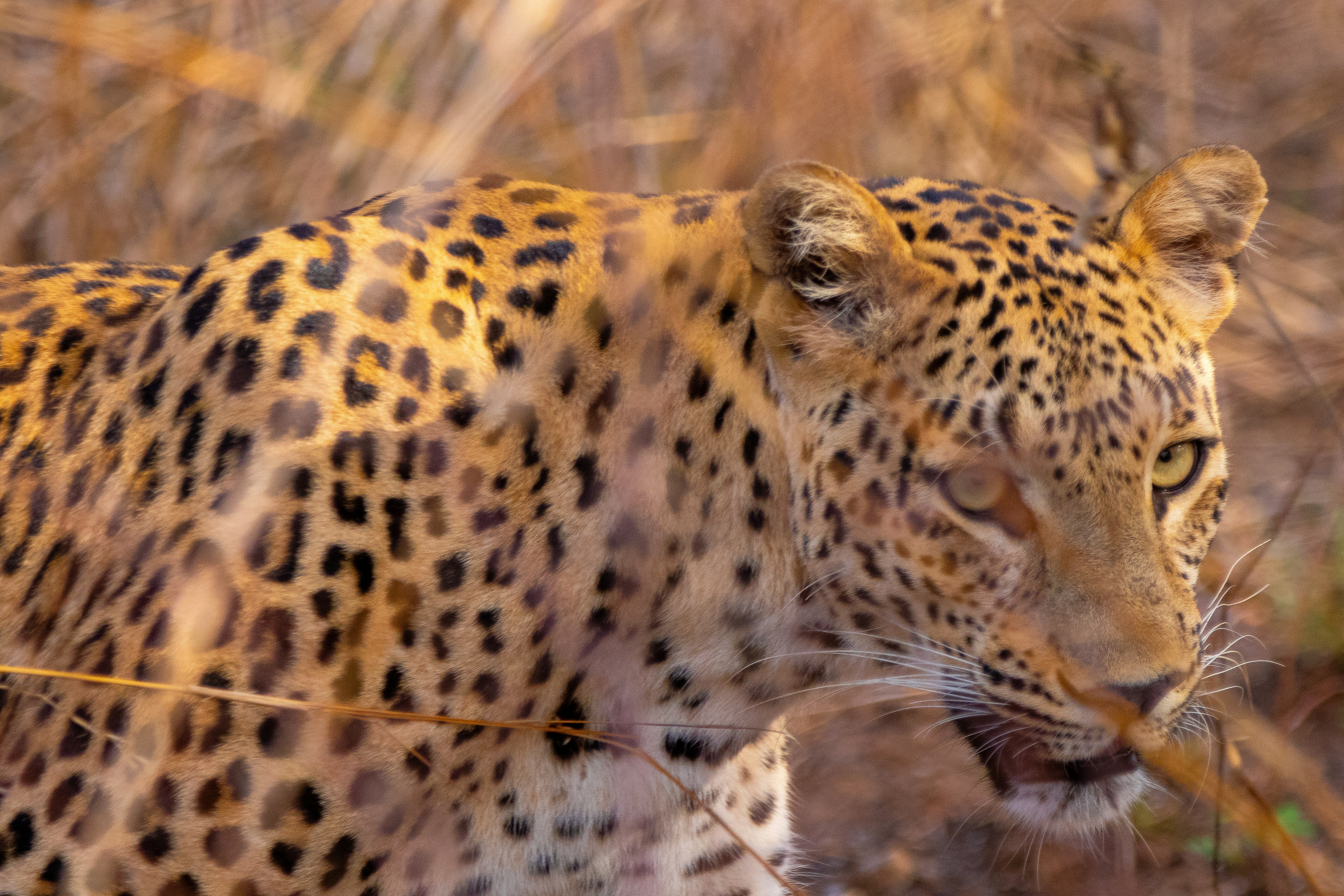 Photo by saiteja_varma