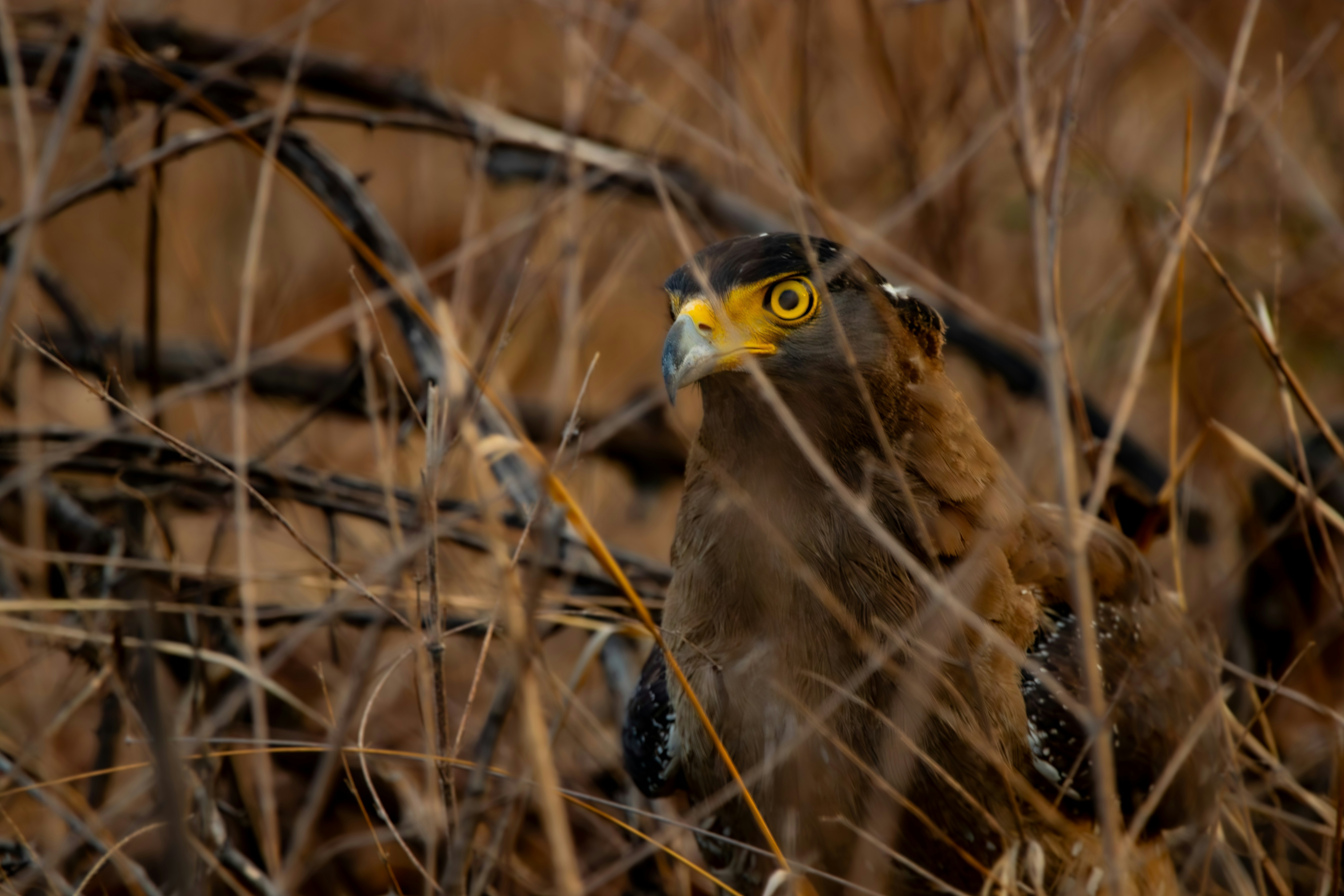 An eagle rests in the tall grass.