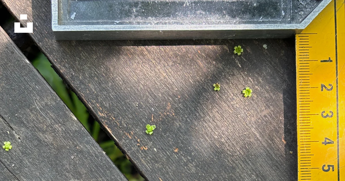 Measuring tiny plants with a ruler on a wooden surface. photo – Free ...