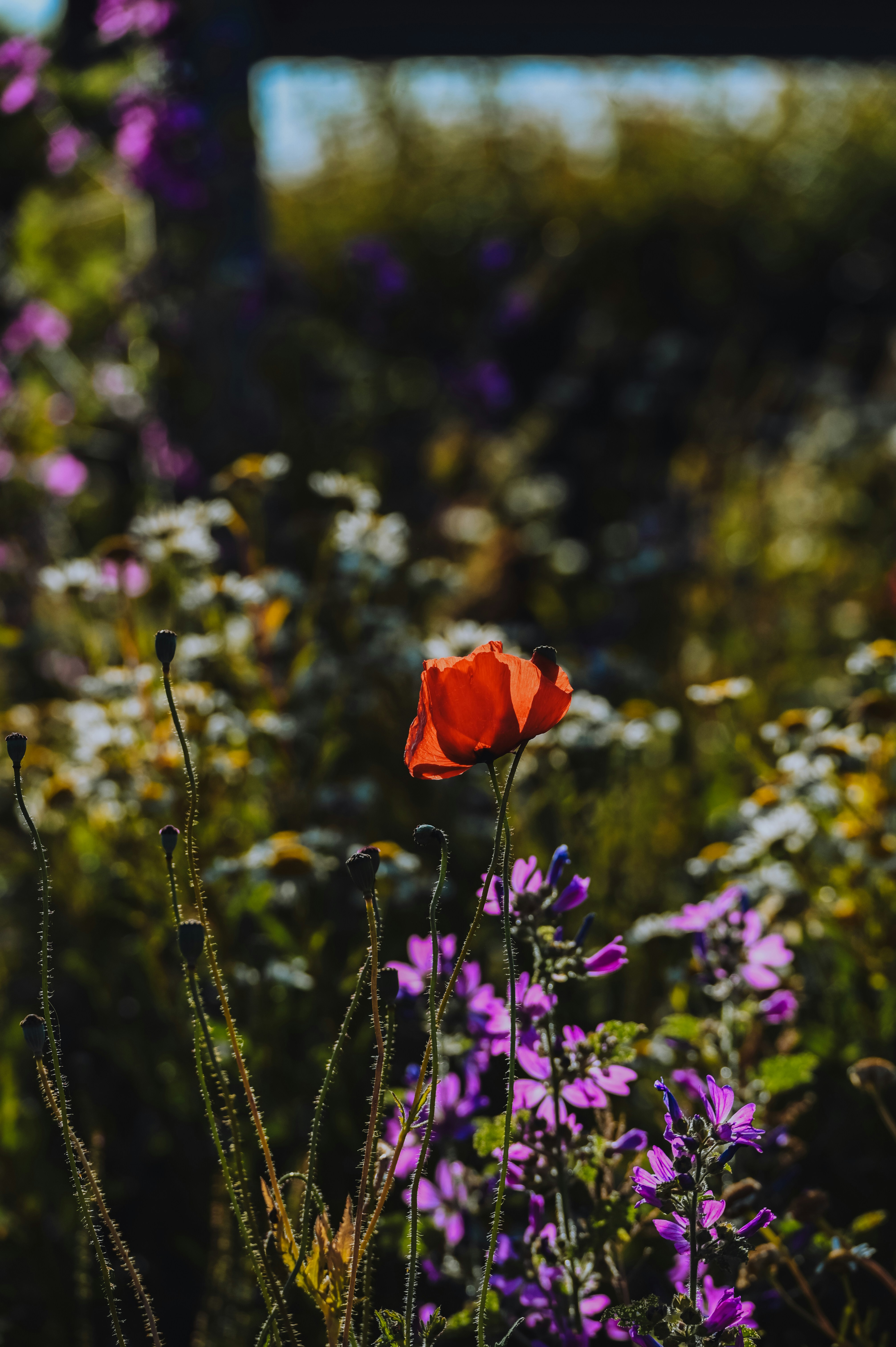 Photo by helloimnik