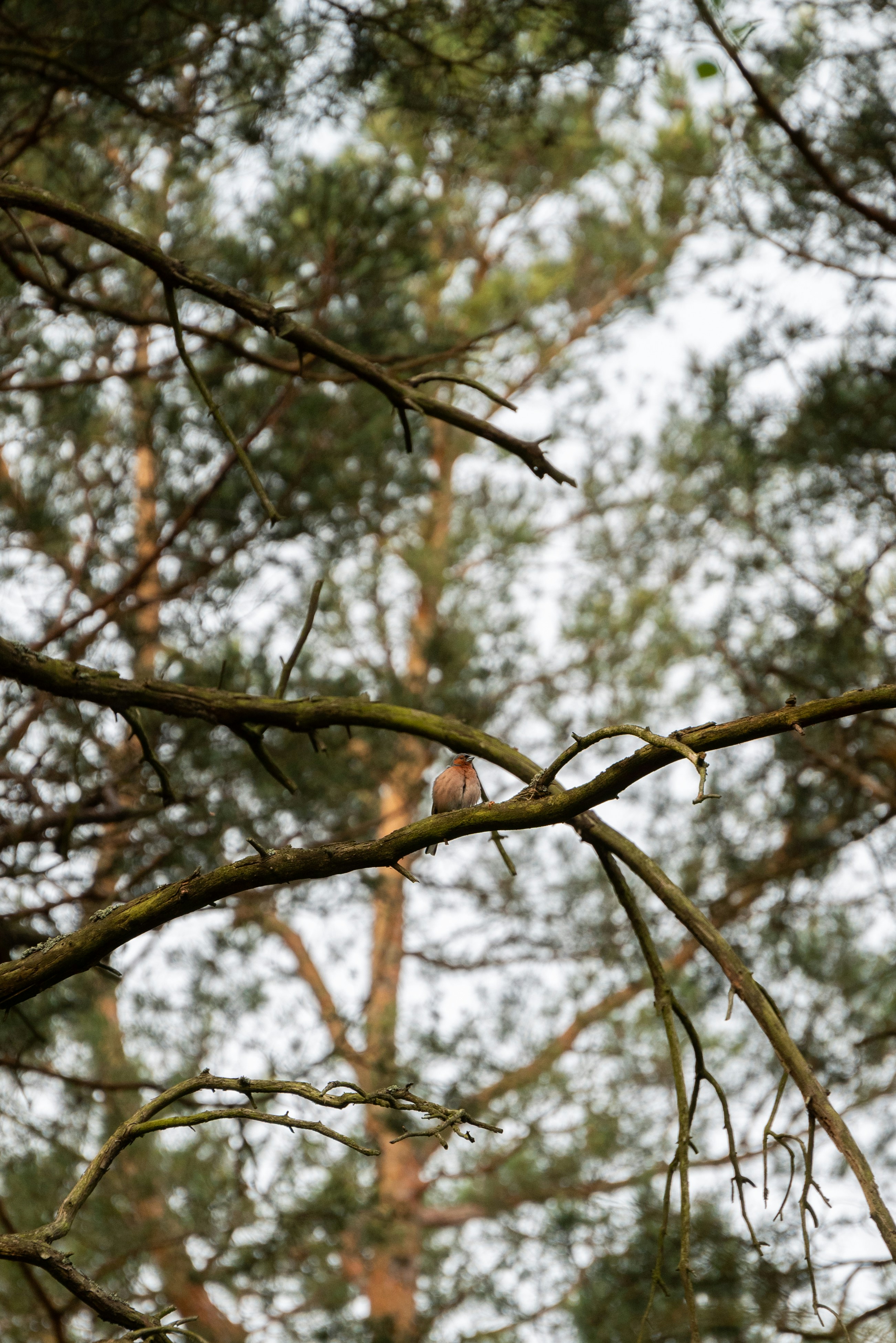 Bird perched on a branch in a forest.
