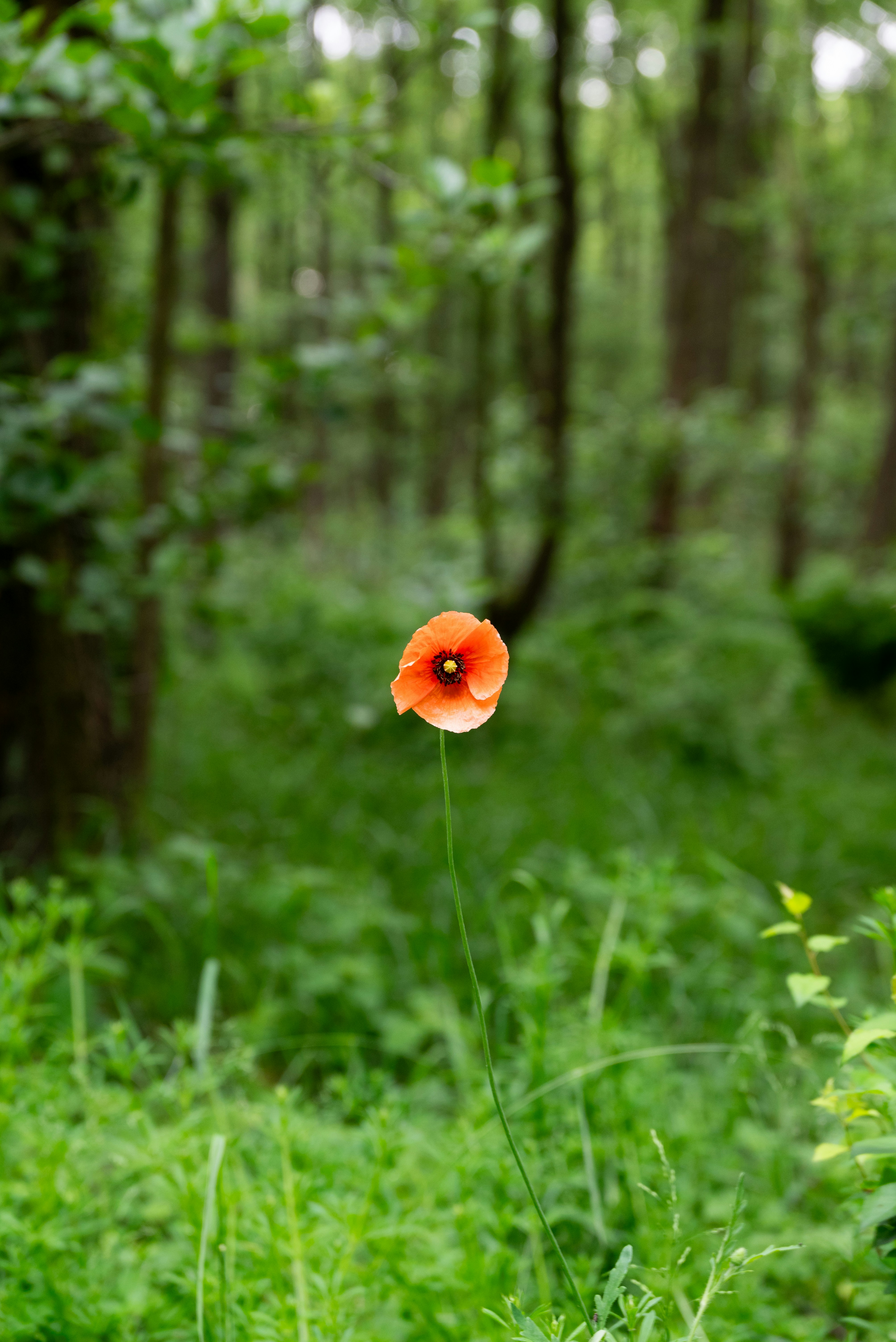 A single red poppy stands tall in a green forest.