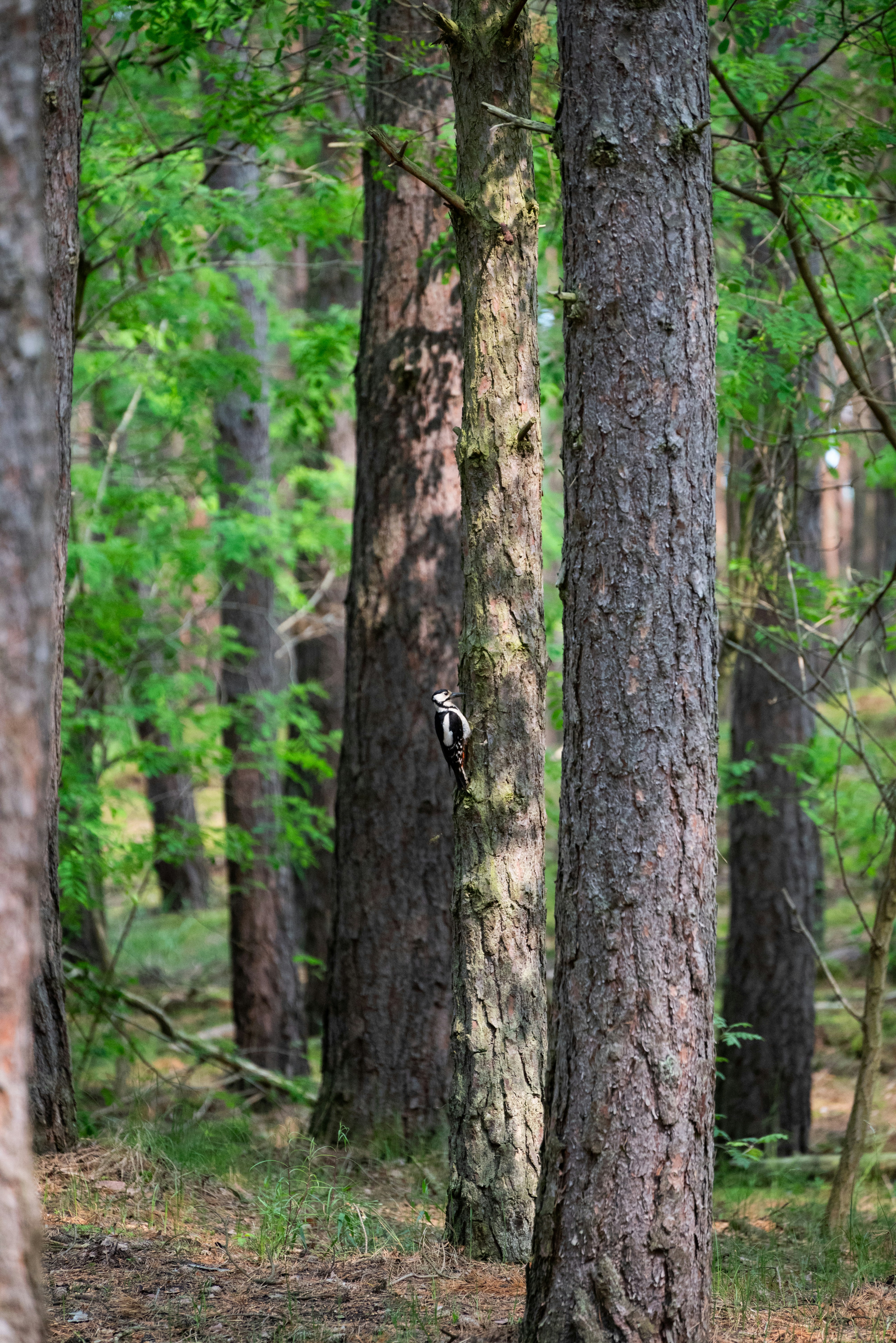 A woodpecker clings to a tree in the forest.