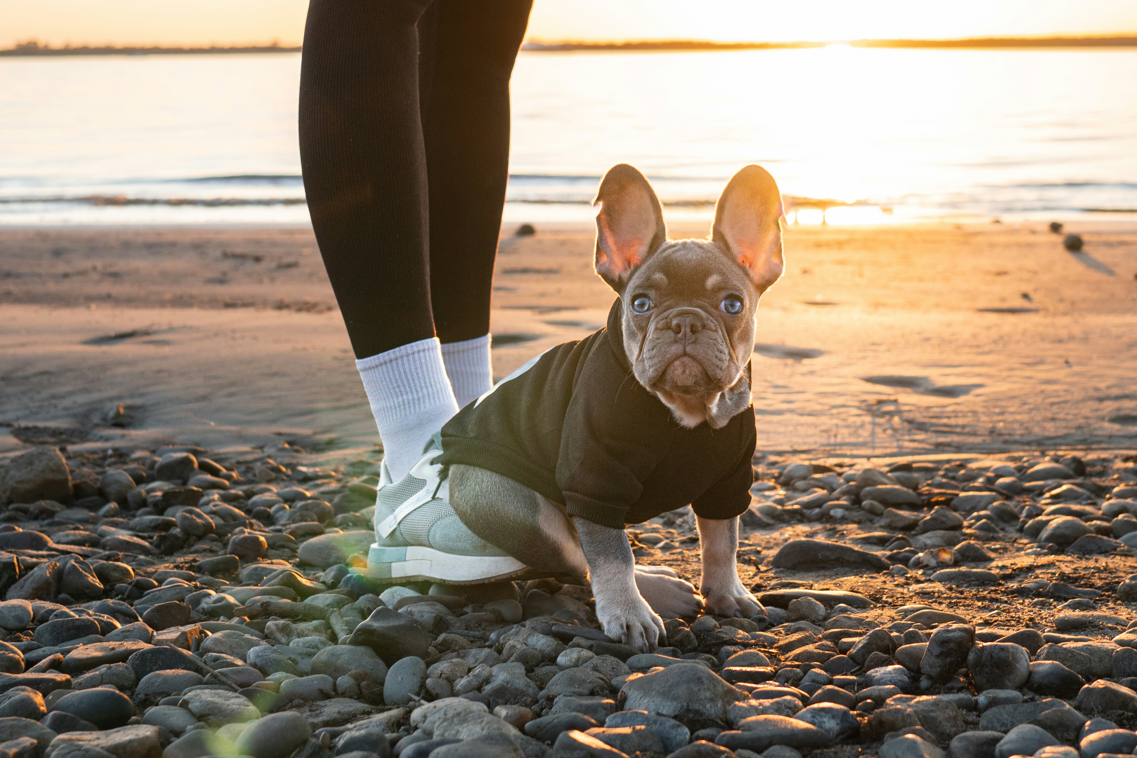 French bulldog on a beach with its owner.