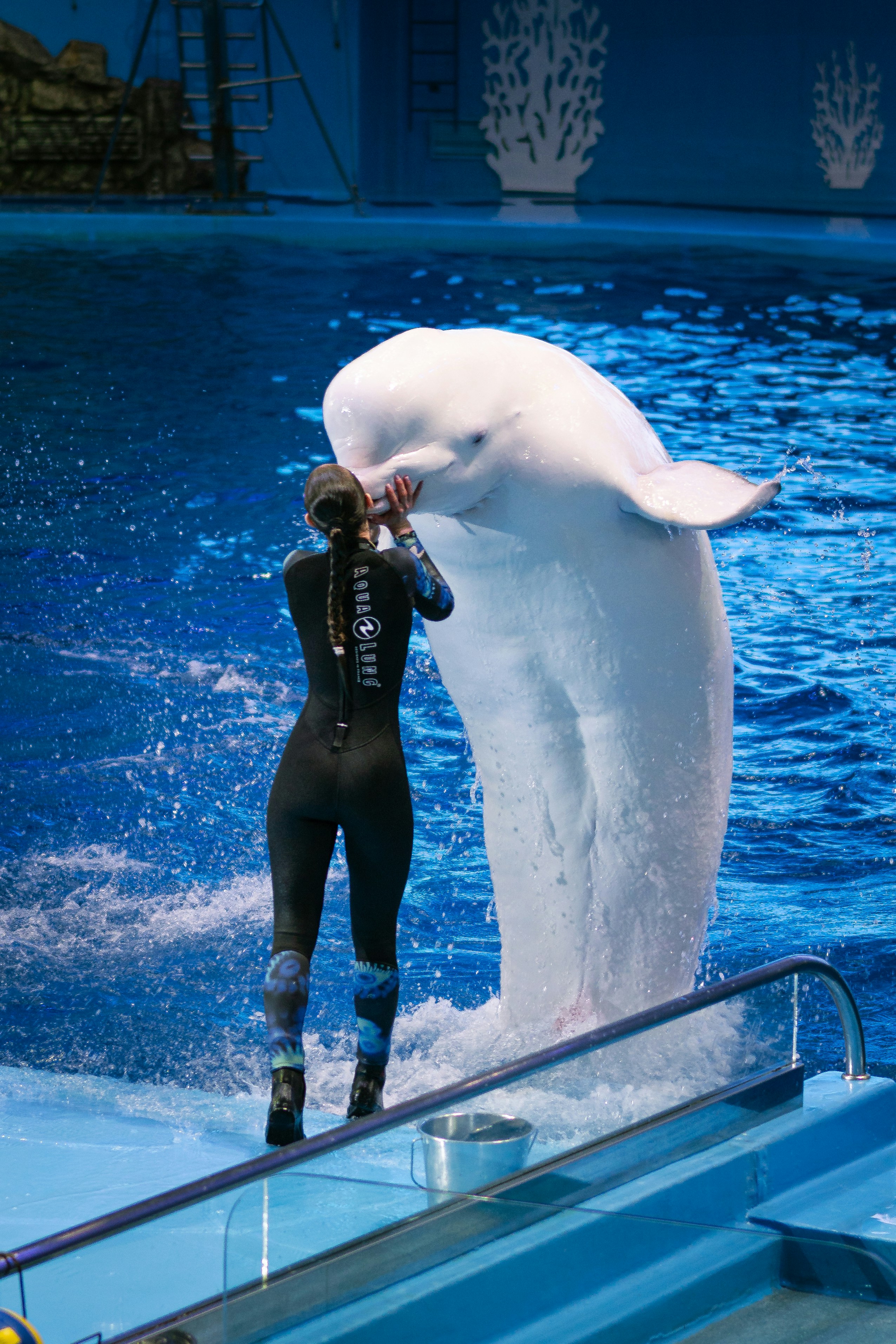Ein Trainer interagiert mit einem weißen Belugawal.