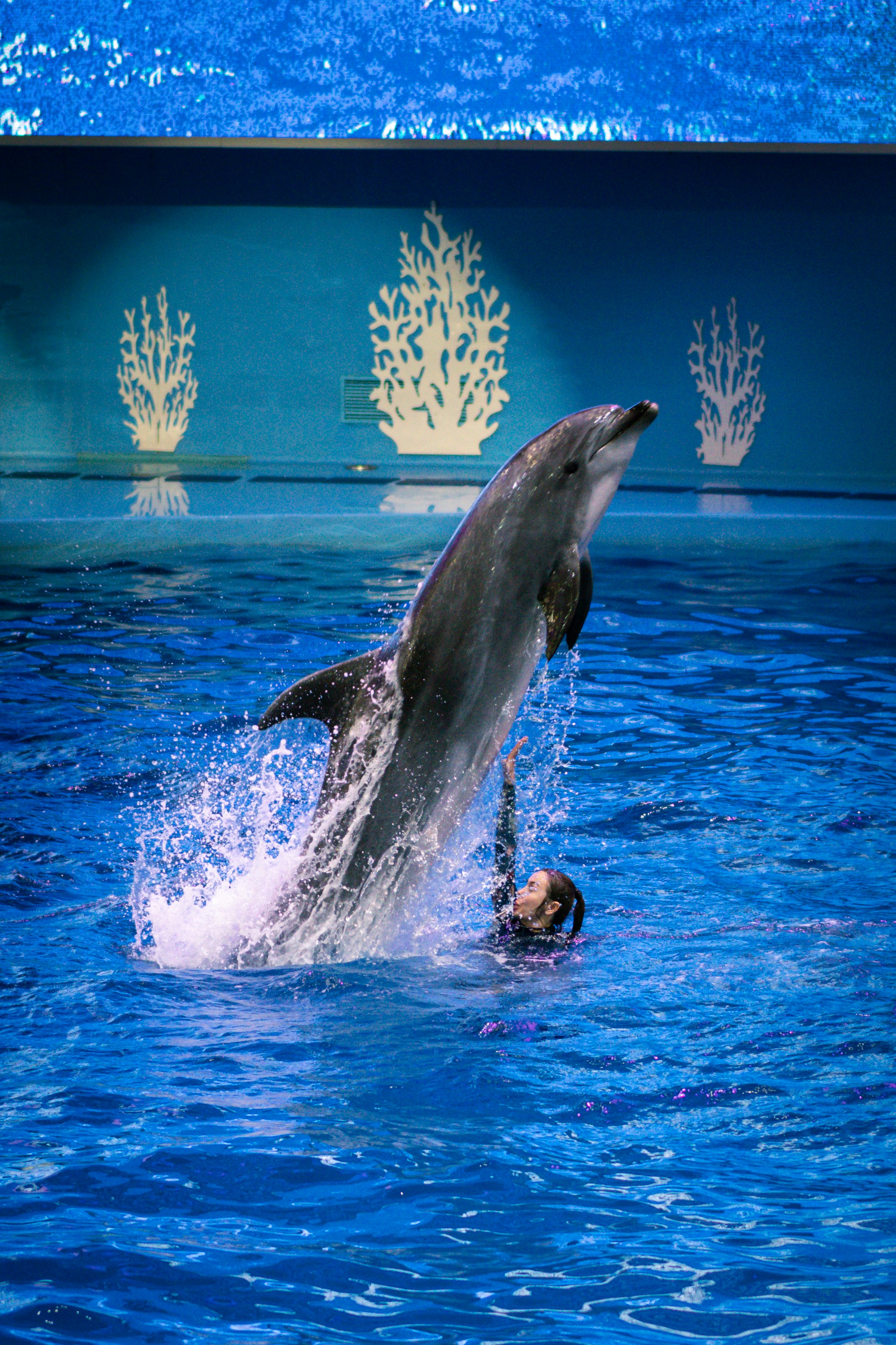 Ein Delfin springt mit einem Trainer aus dem Wasser.