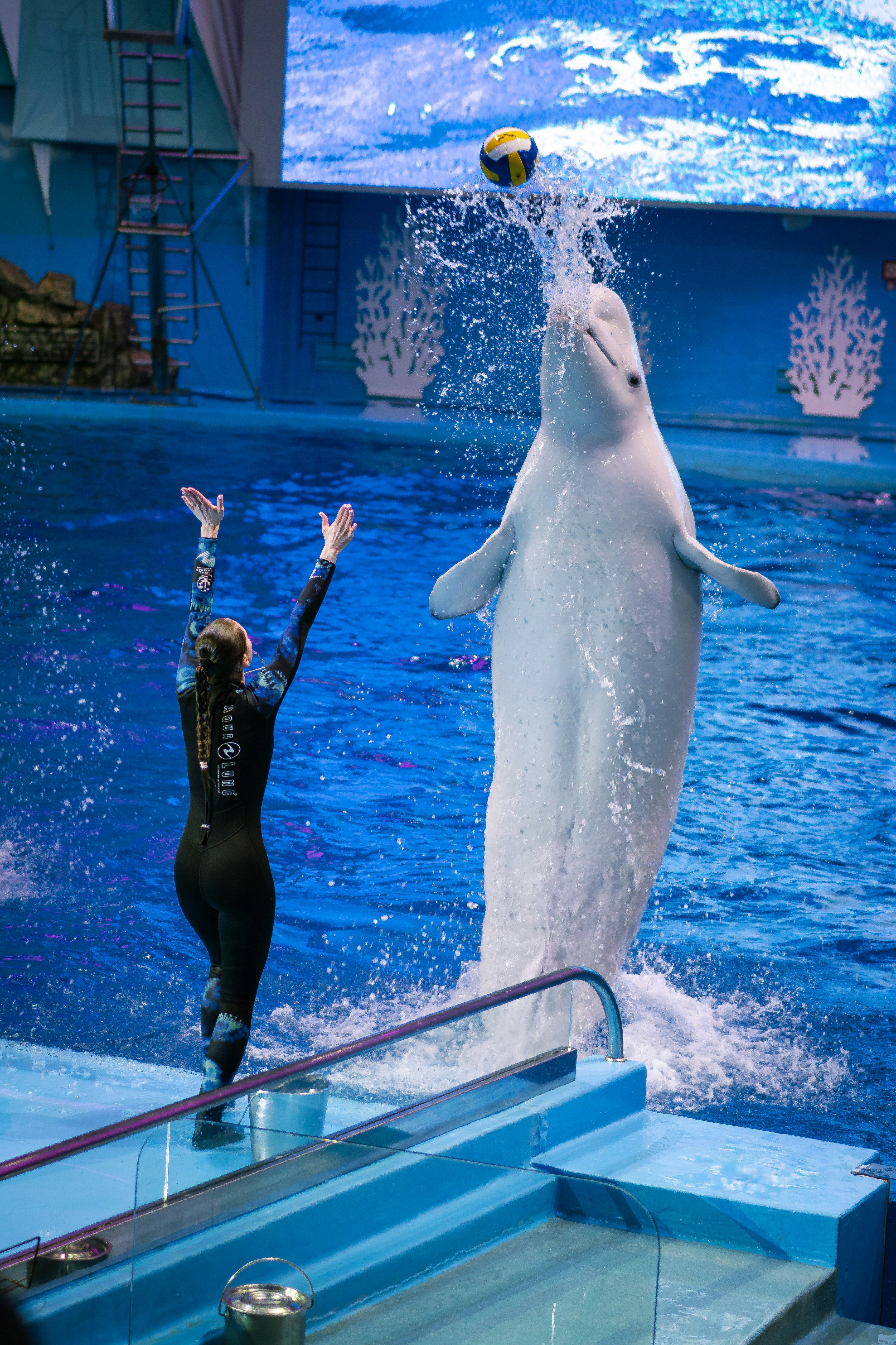 Ein Belugawal springt nach einem Ball.