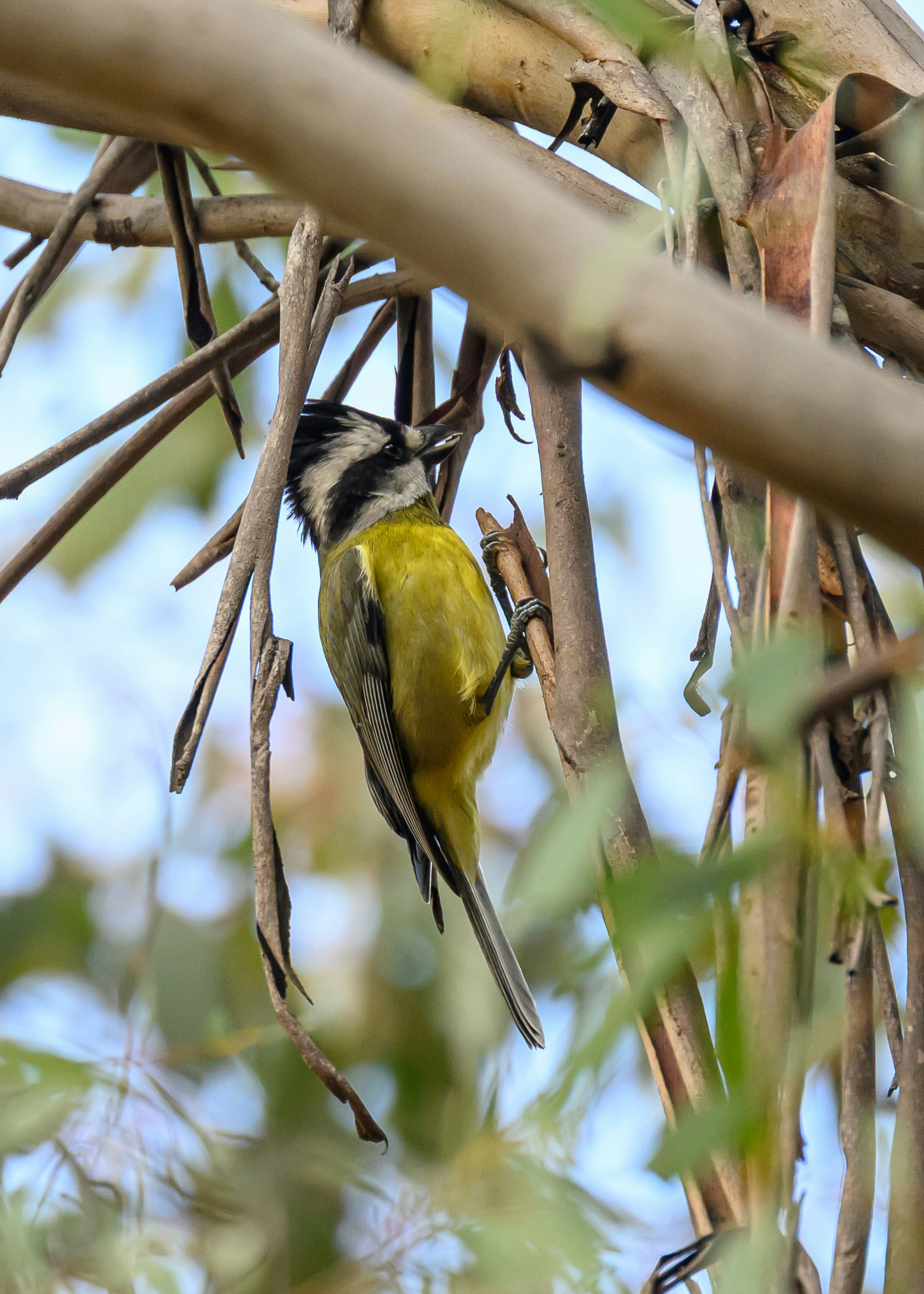 A yellow bird perches on a tree branch.