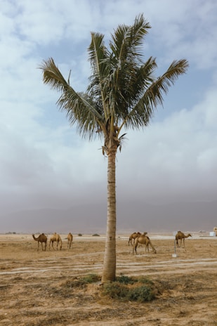 Palm tree and camels in a desert setting.