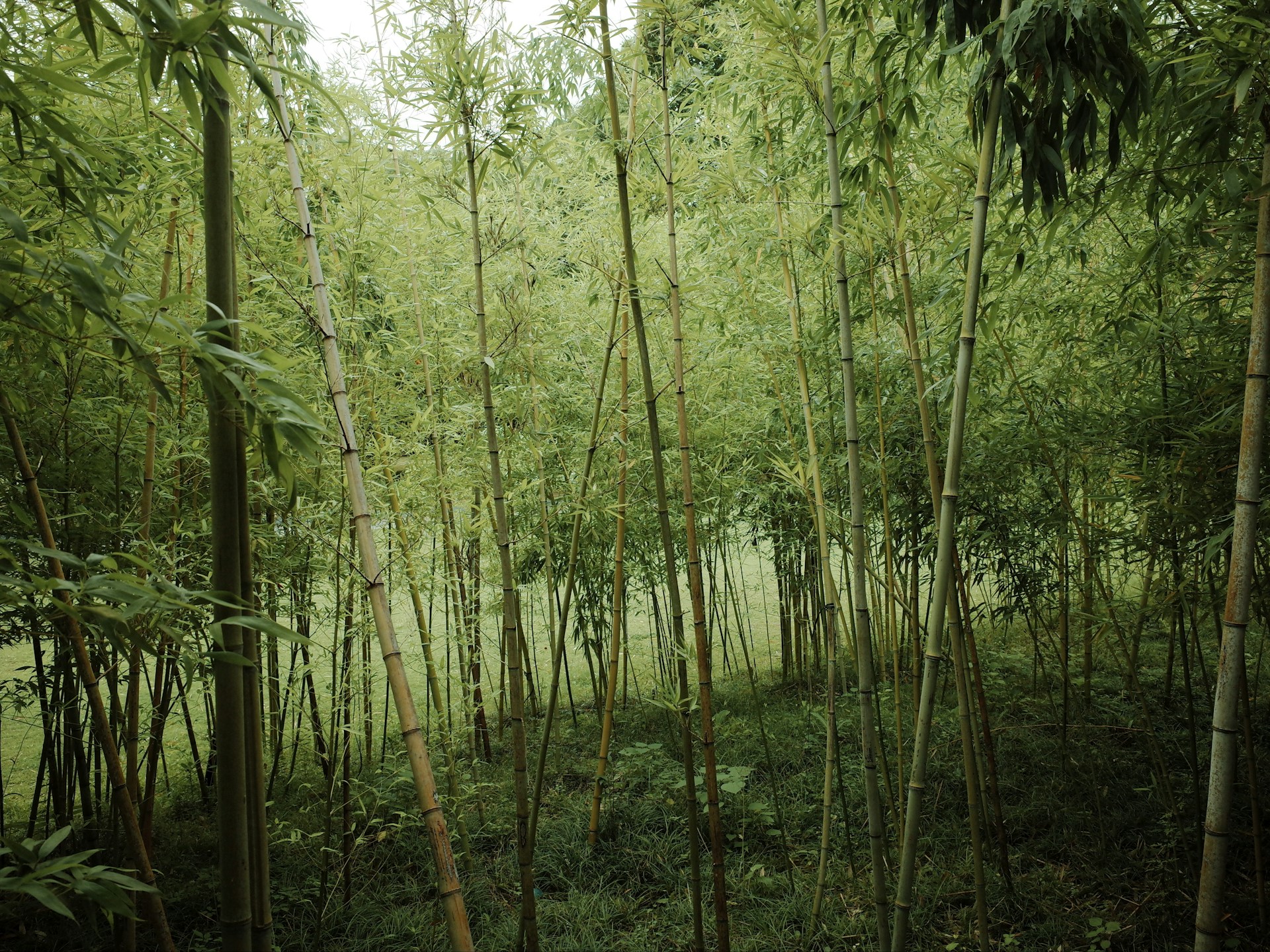 Bamboo forest filled with green plants.