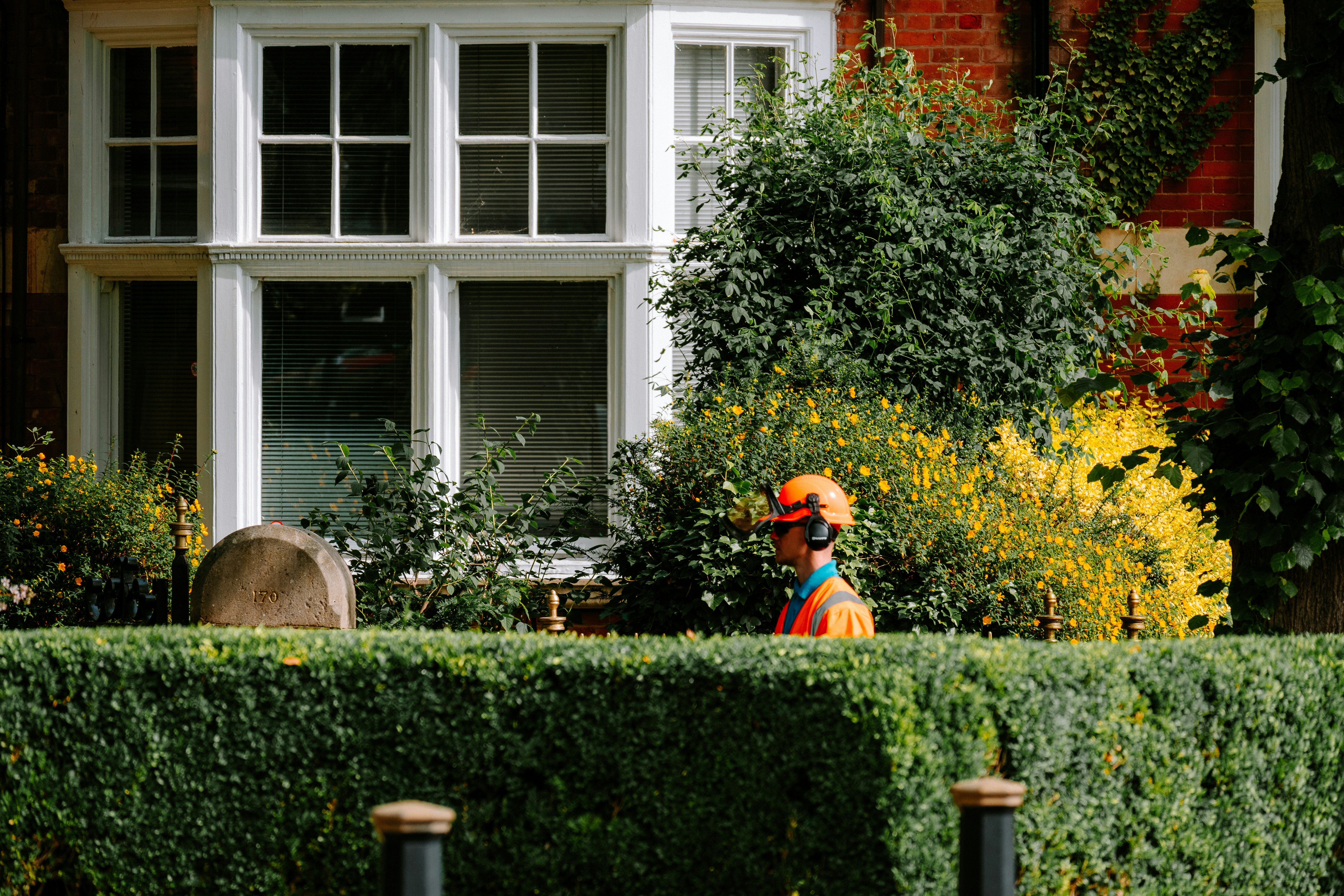 A gardener works near a bushy hedge.