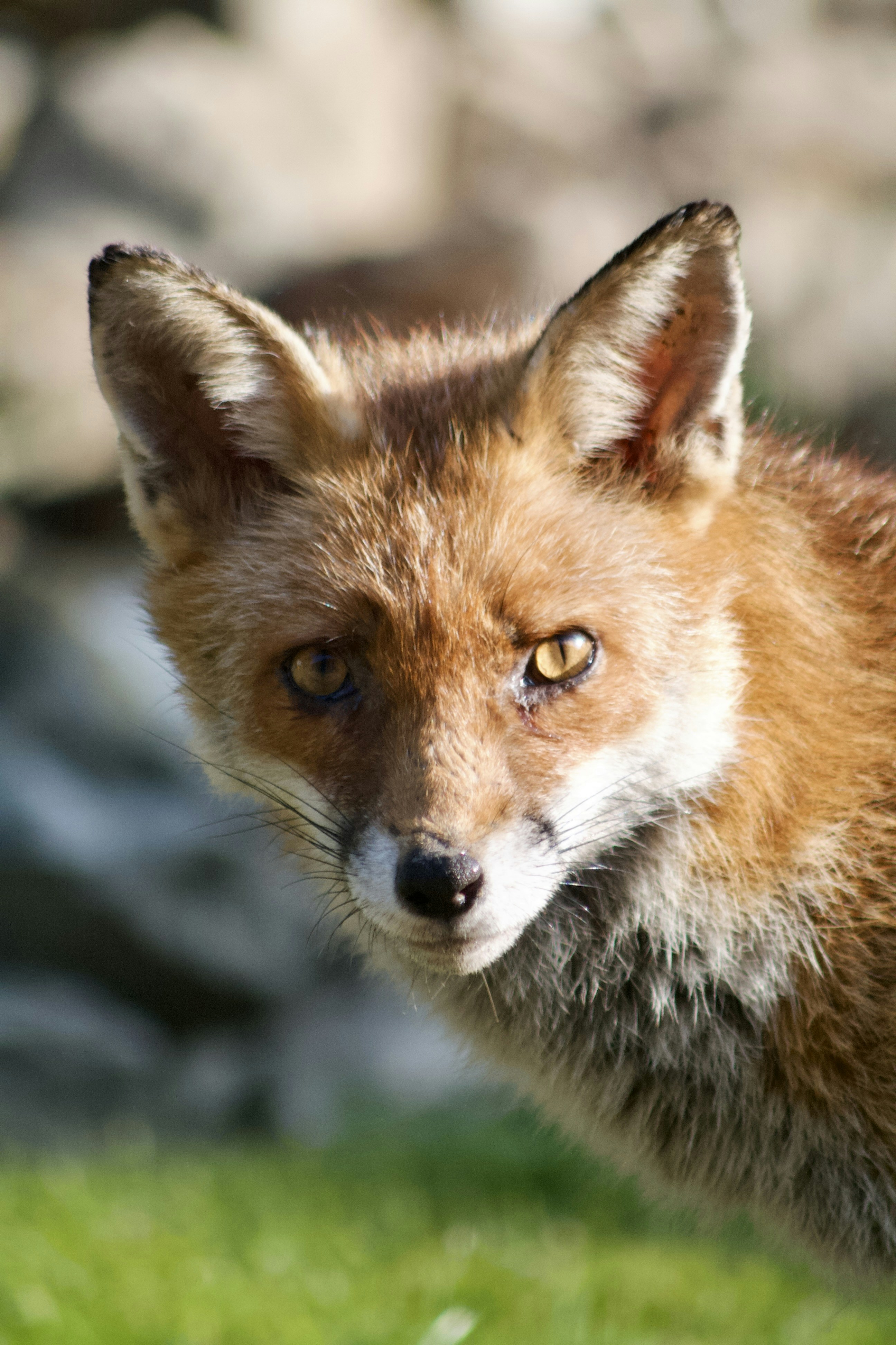 Photo by willcottlephotography