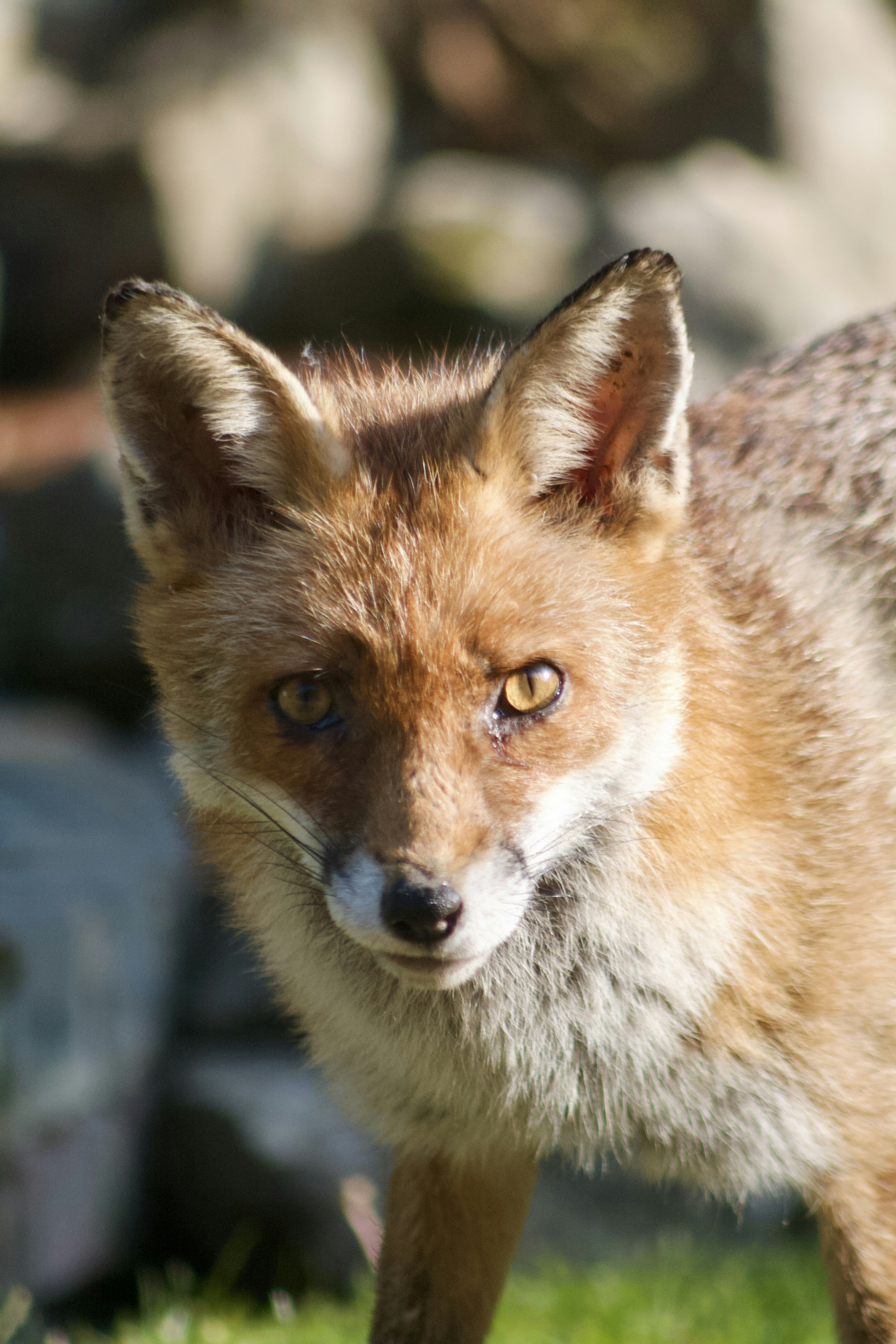 Photo by willcottlephotography