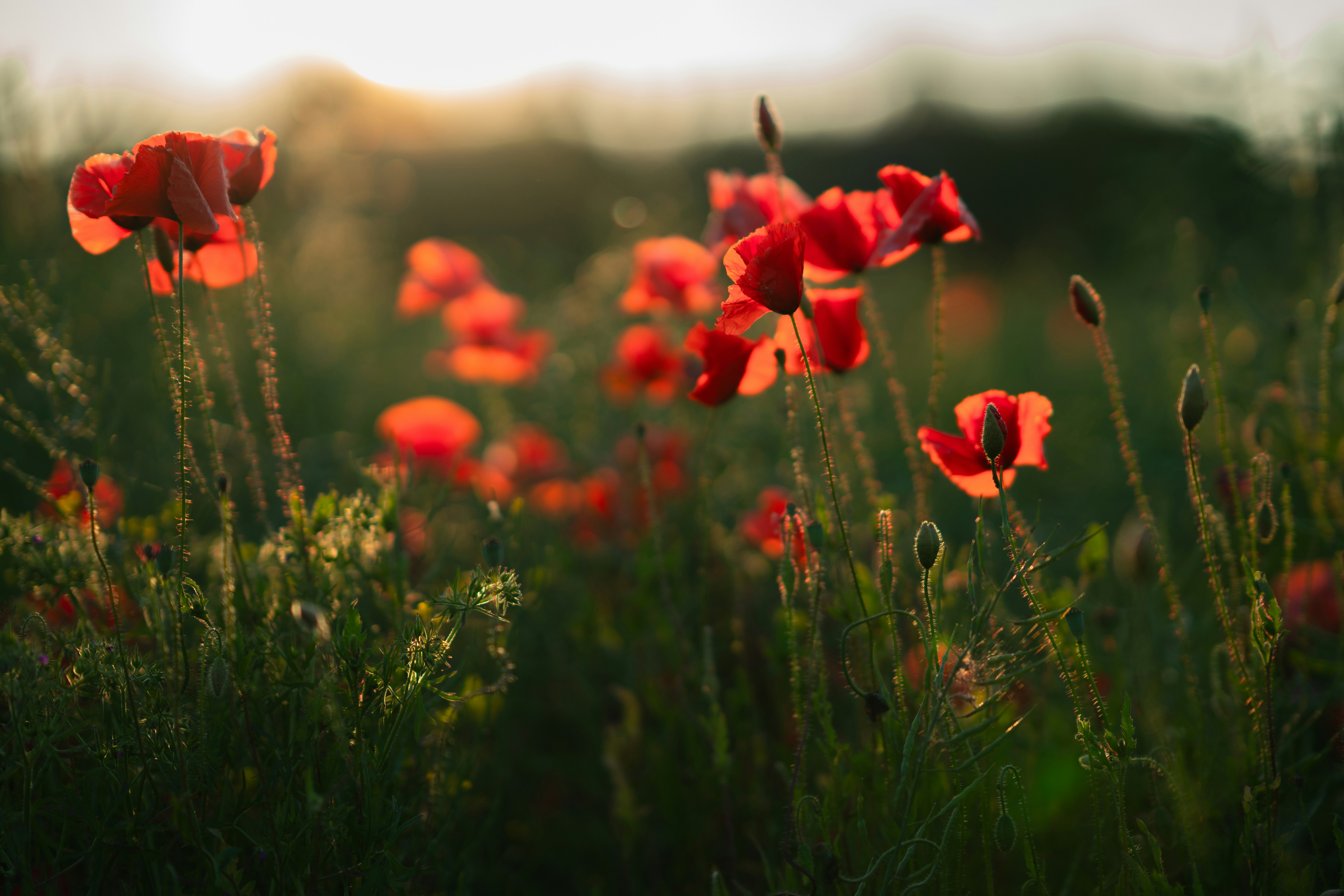 Photo by christelsphotos