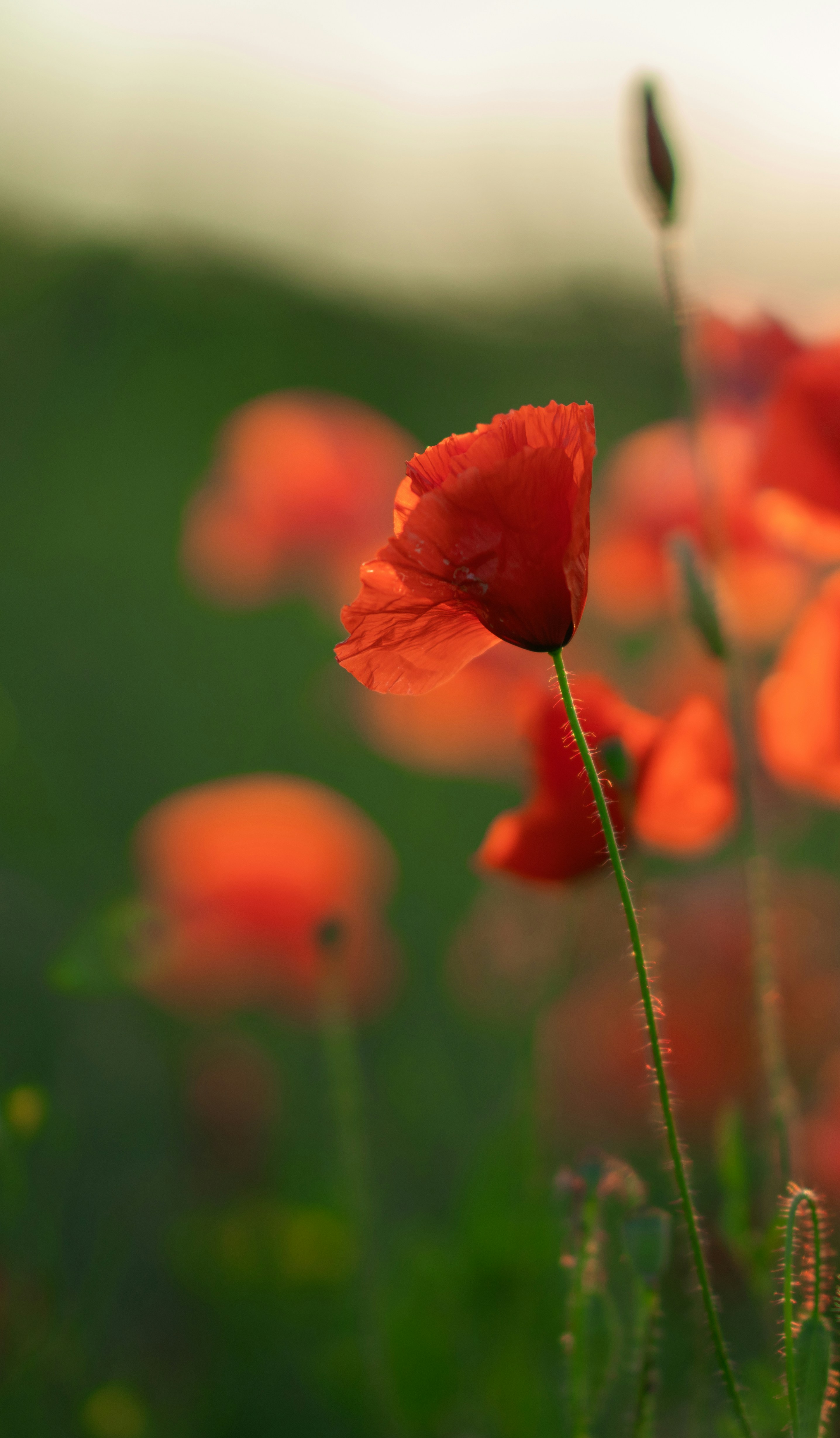 Photo by christelsphotos