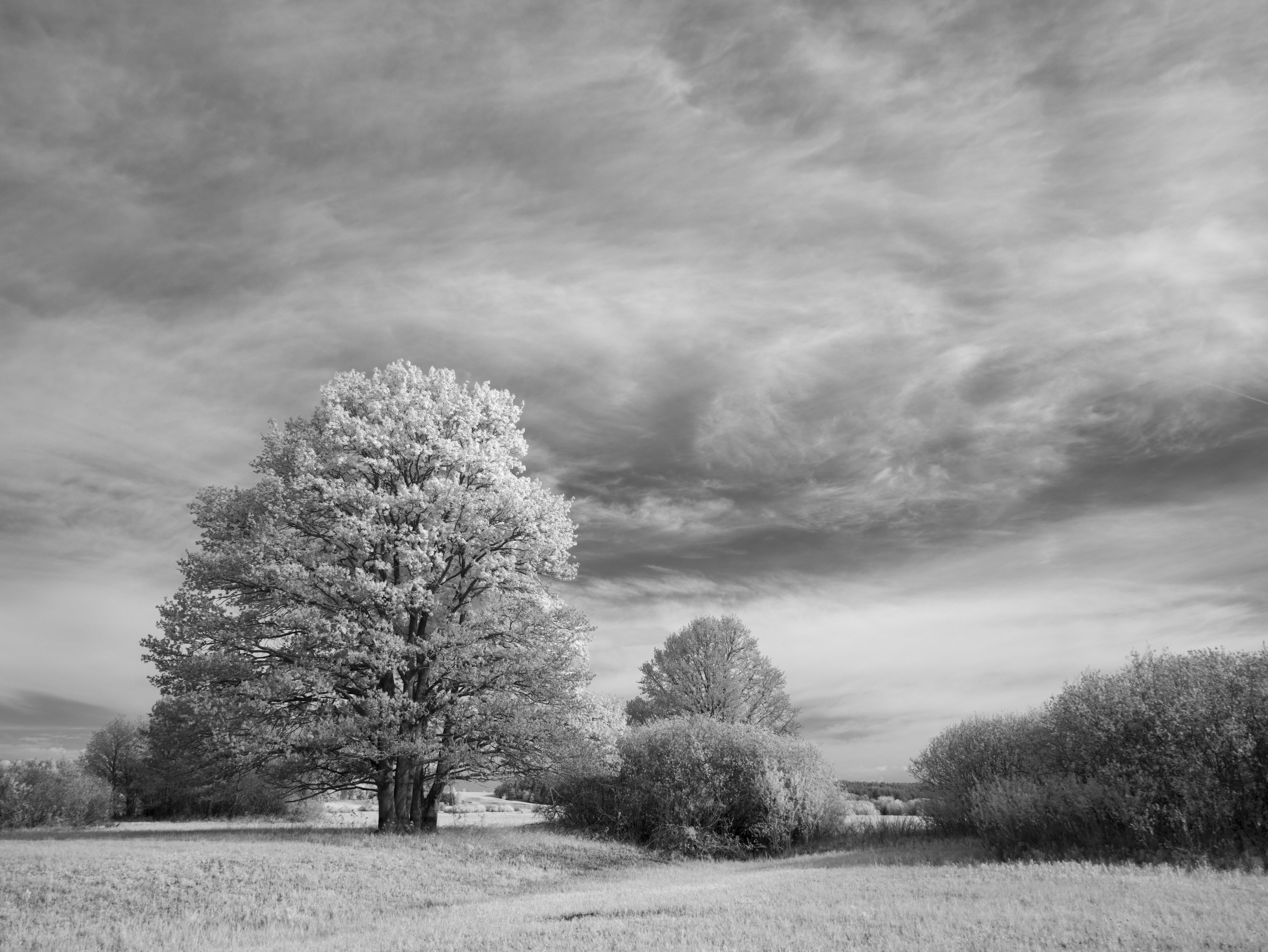 Photo by wolfgang_hasselmann