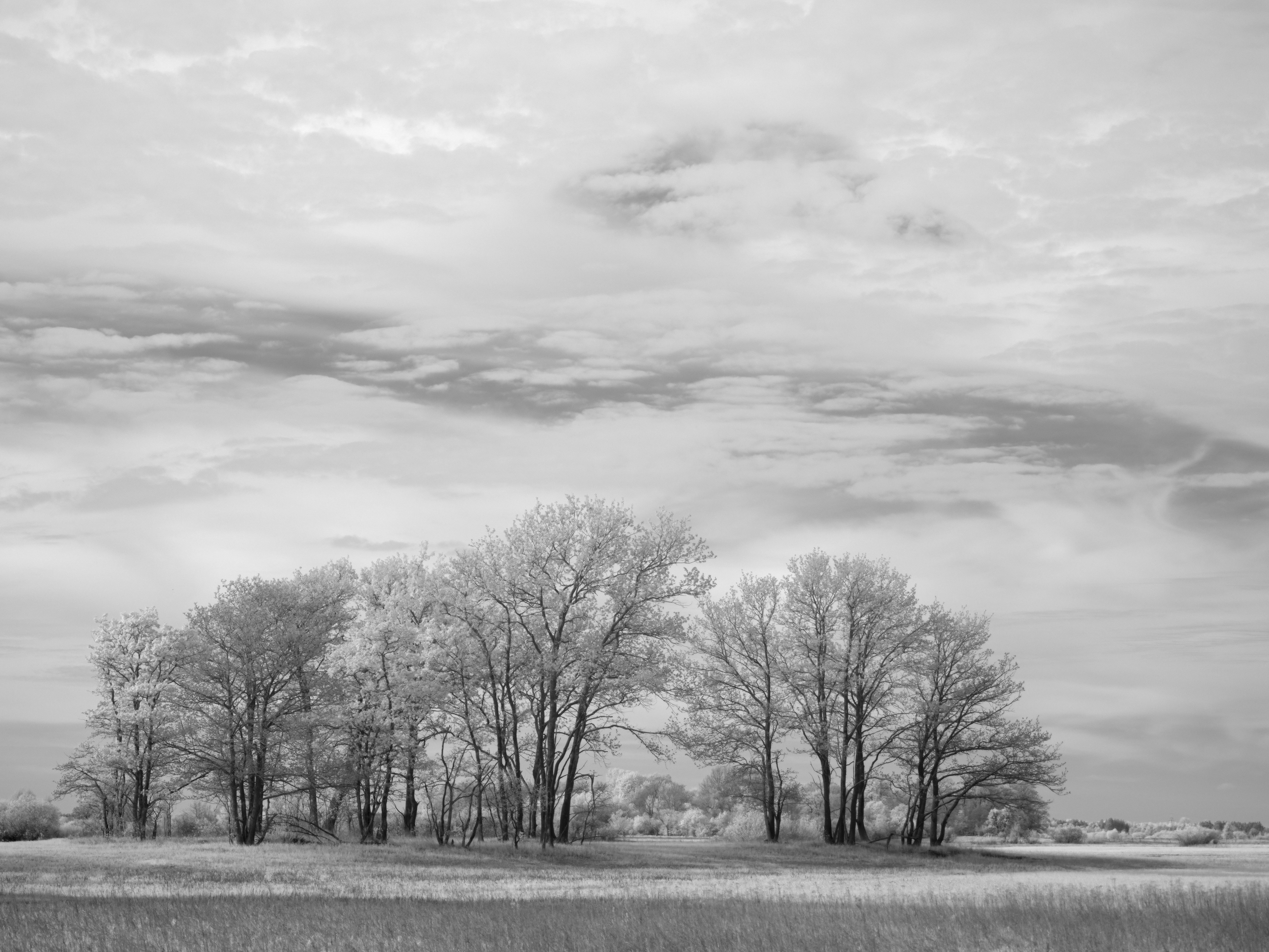 Photo by wolfgang_hasselmann