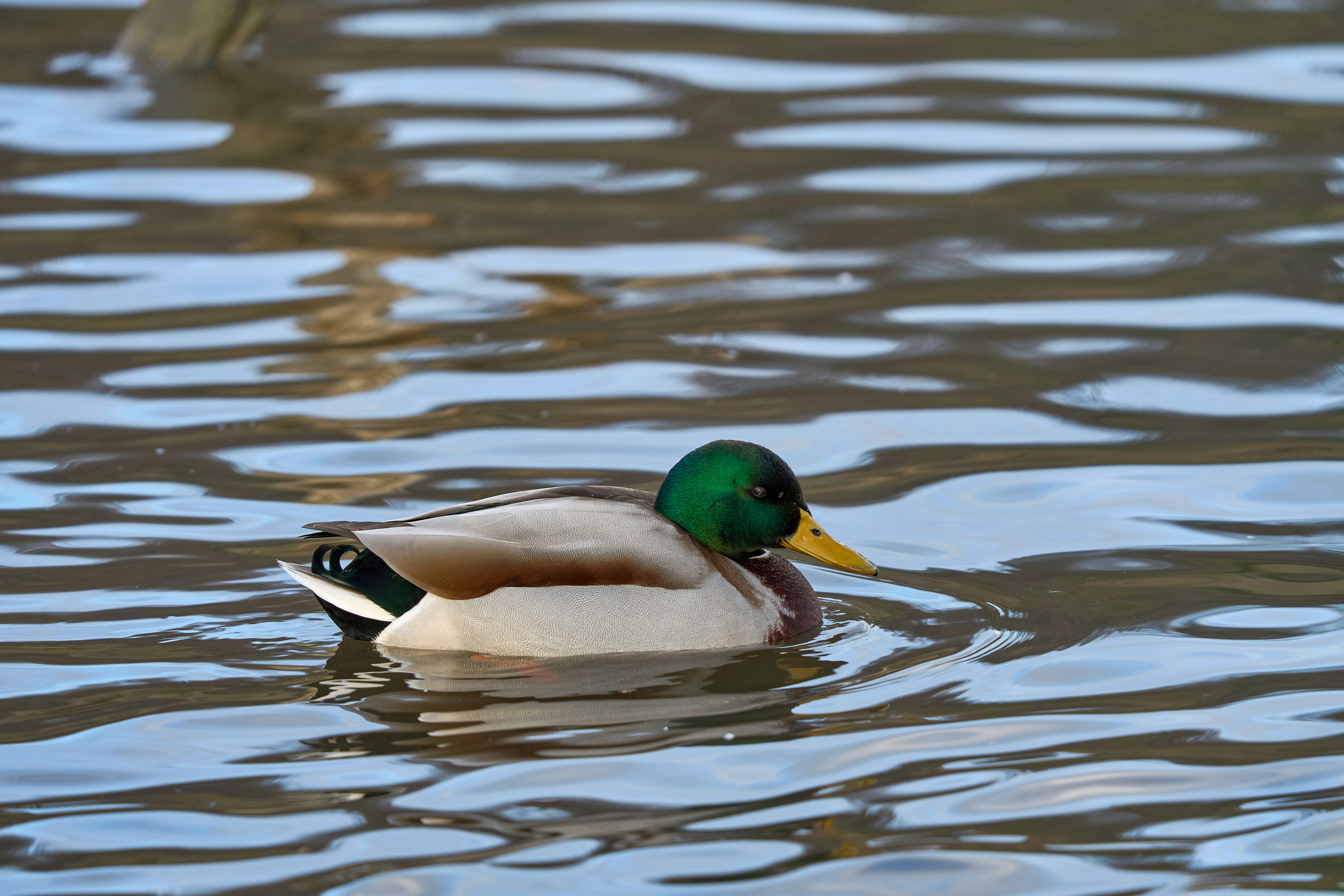 Photo by wolfgang_hasselmann