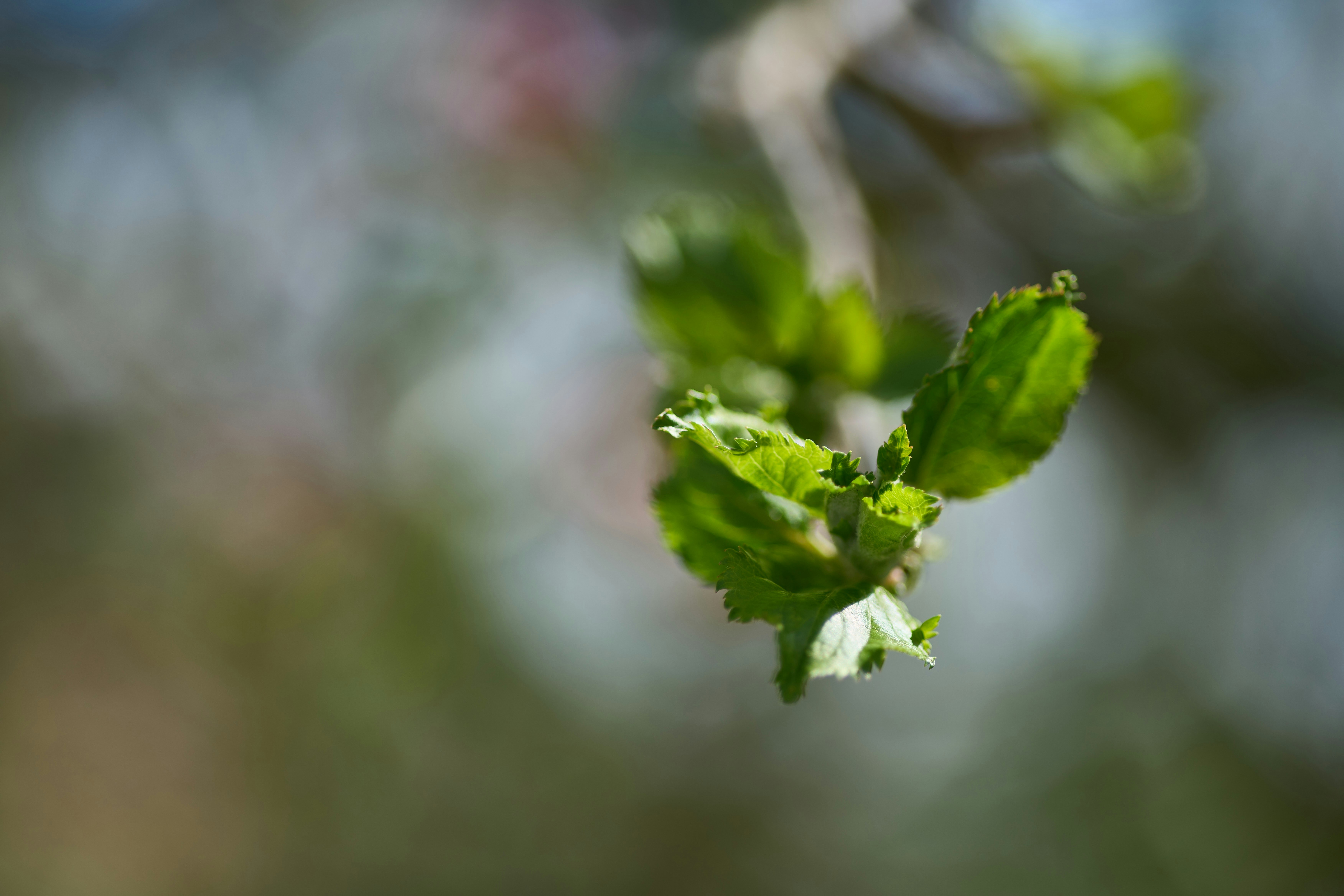 Photo by wolfgang_hasselmann