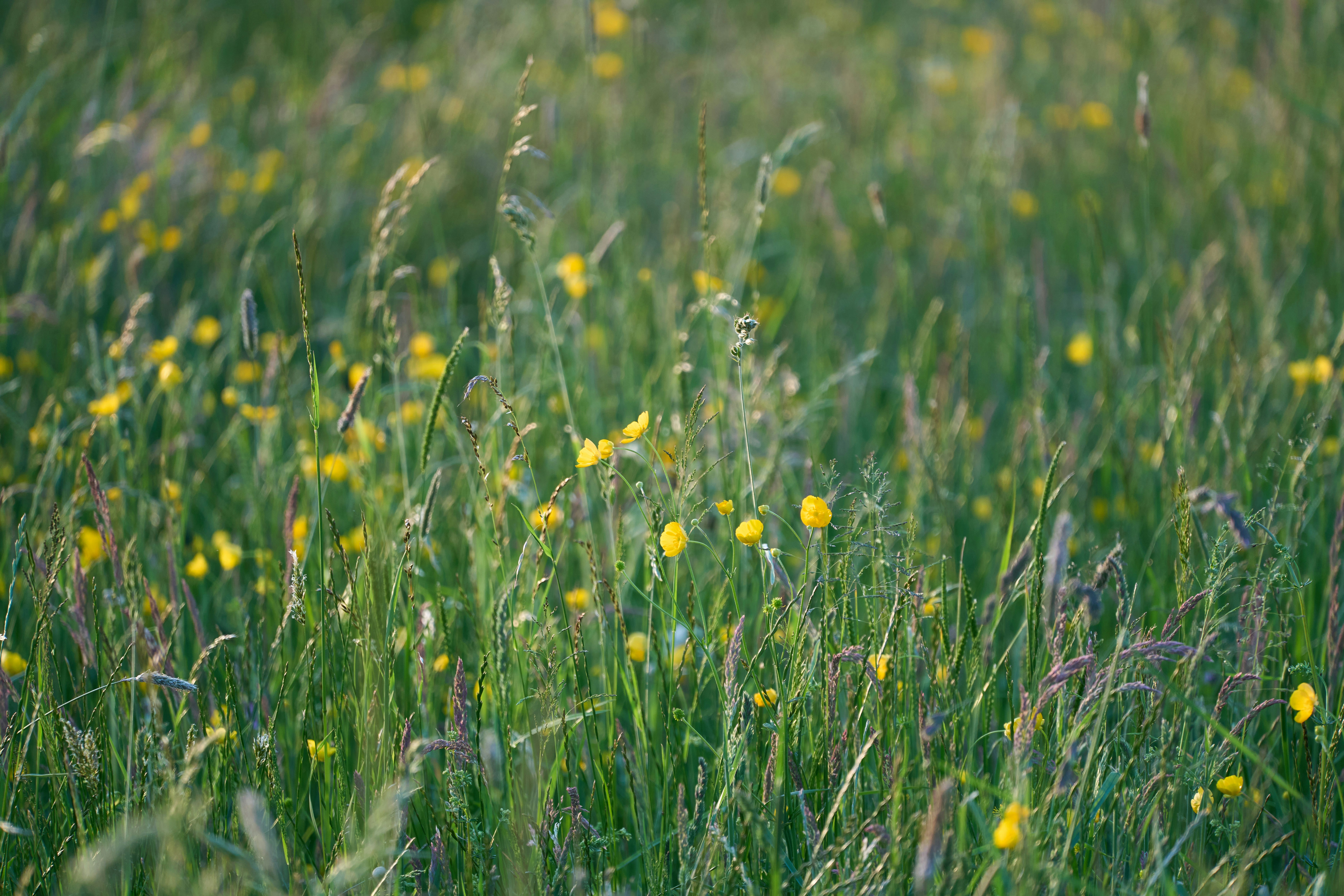 Photo by wolfgang_hasselmann