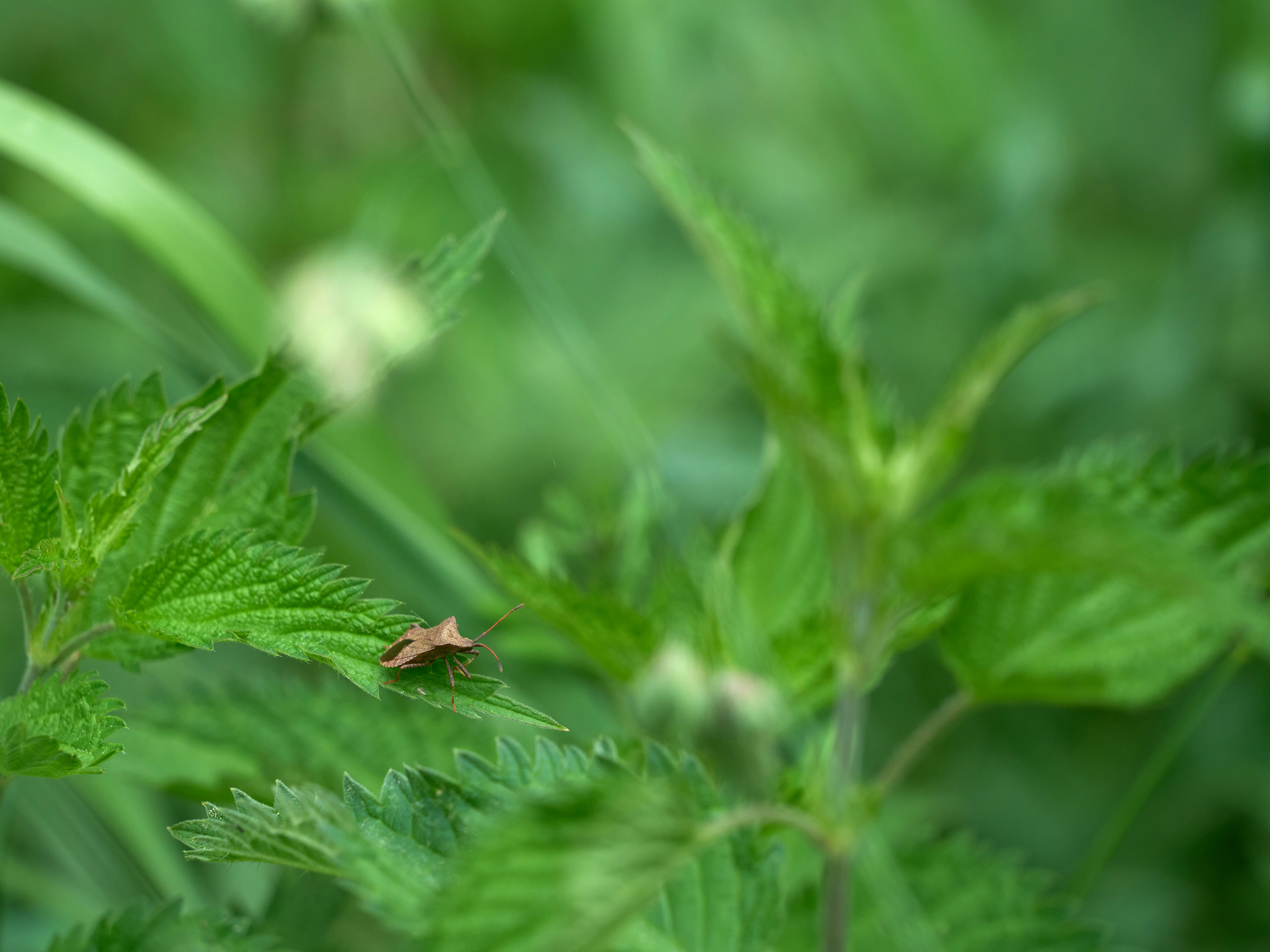 Photo by wolfgang_hasselmann