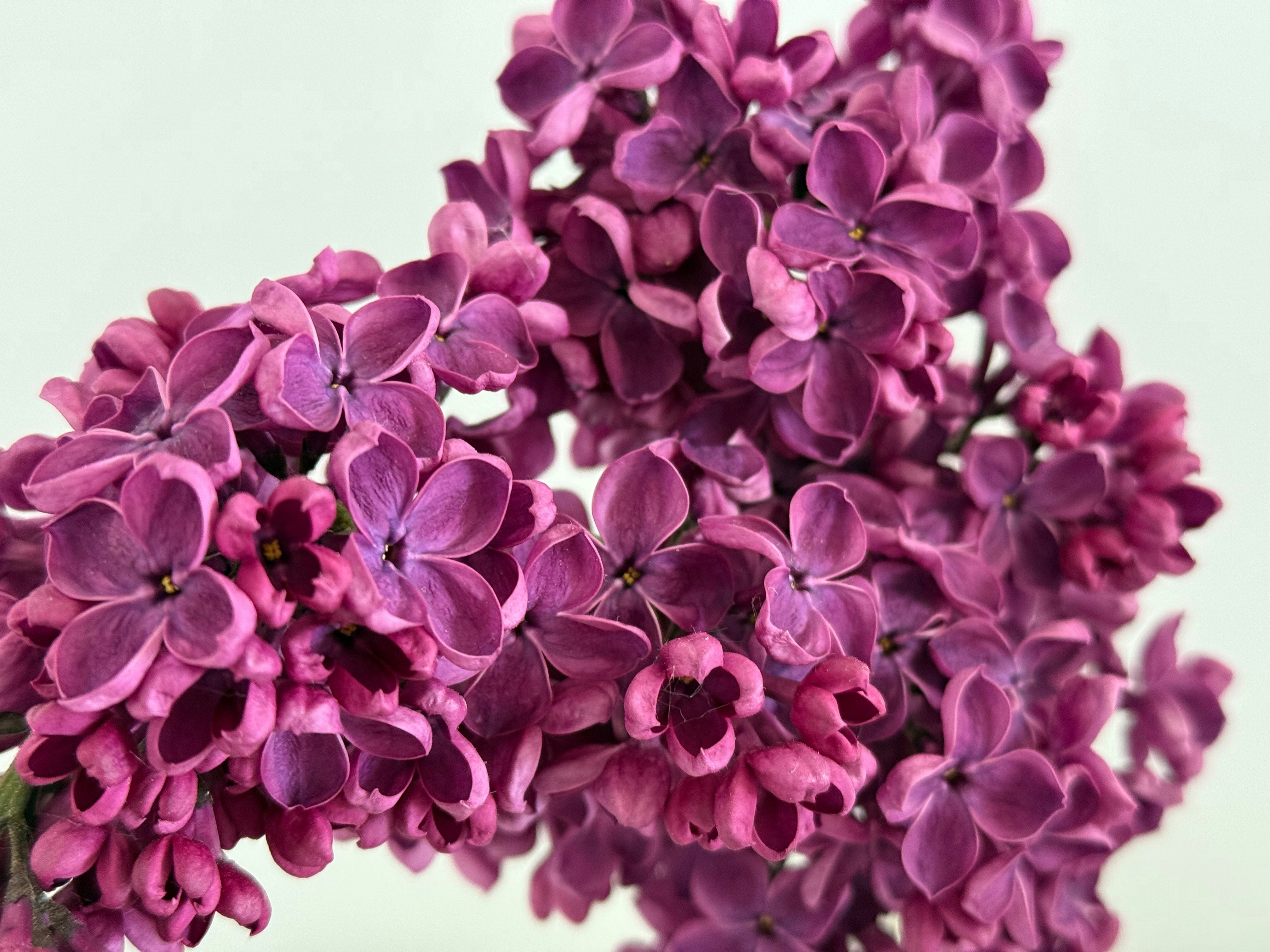 Common lilac (Syringa vulgaris)