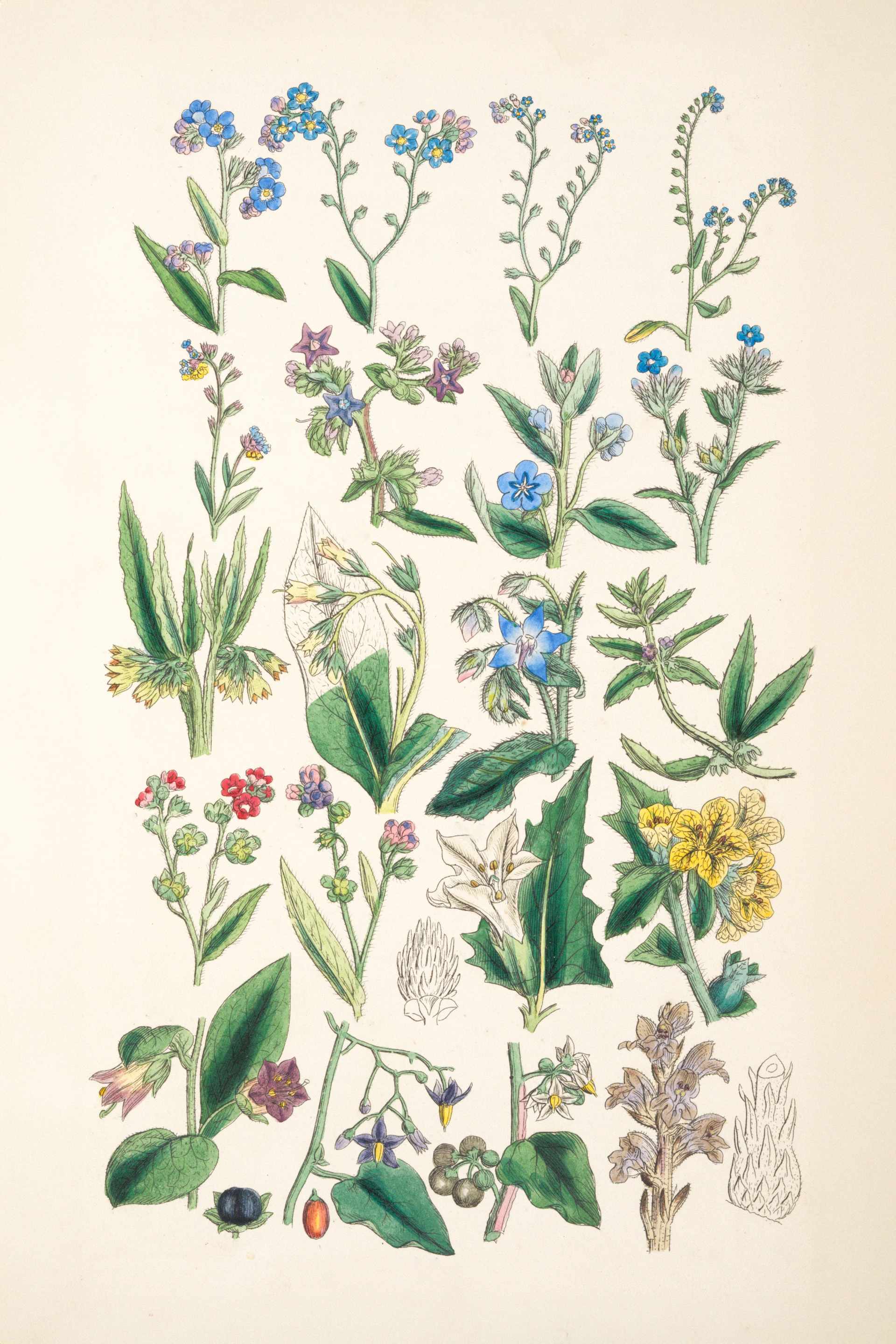 Collection of various botanical illustrations of plants