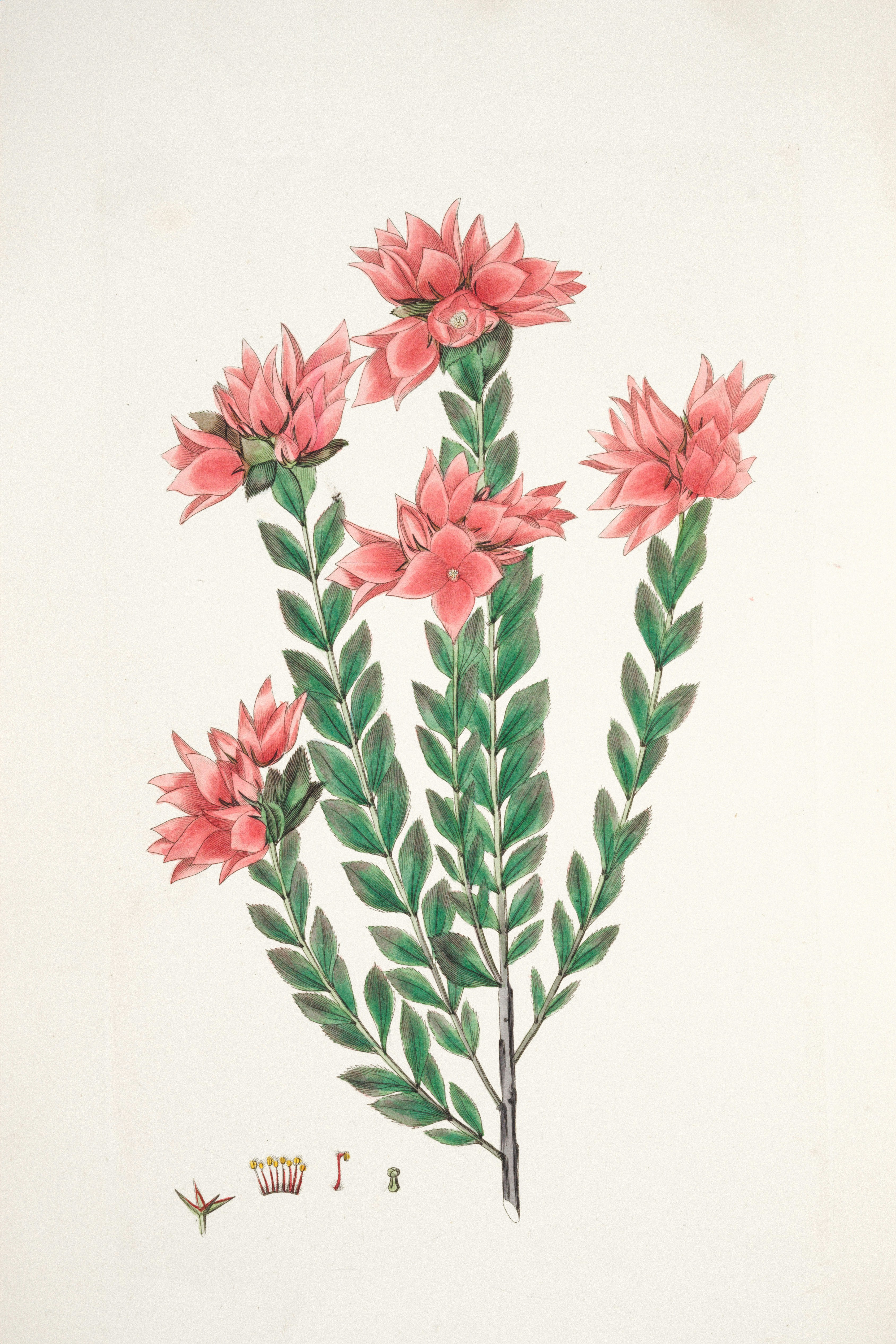 Pink flowers with green leaves on white background