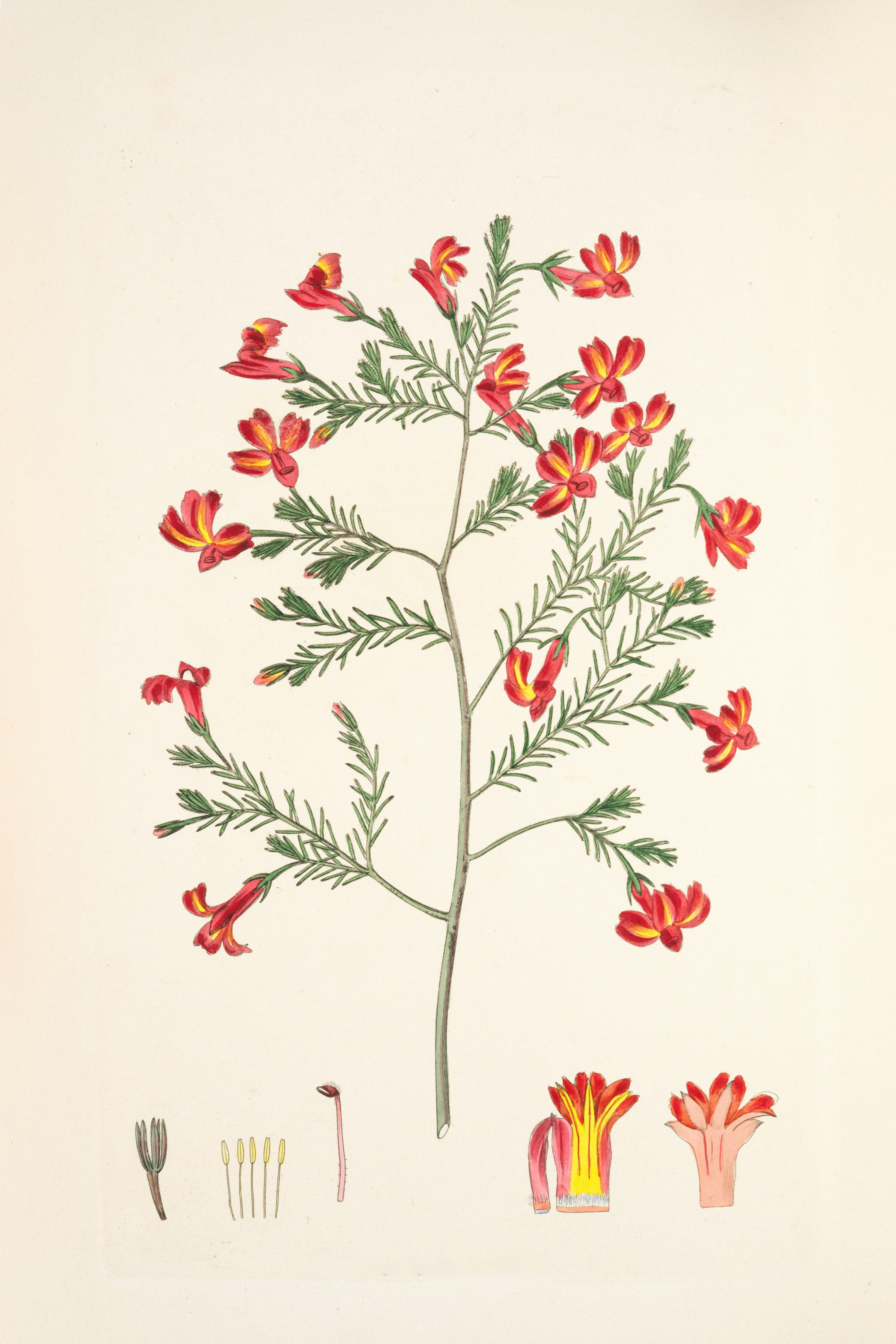 Flora australasica A selection of handsome, or curious plants, natives of New Holland (Australia), and the South Sea Islands. Book by Sweet, Robert, 1783-1835. Illustrations by Smith, Edwin Dalton, 1800-1883. Engravings by Watts, S. (Stephen), active 19th century. Published in London, 169, Piccadilly, by James Ridgway, 1827-1828. www.biodiversitylibrary.org/bibliography/182674 www.aucklandmuseum.com/discover/collections/record/1200539