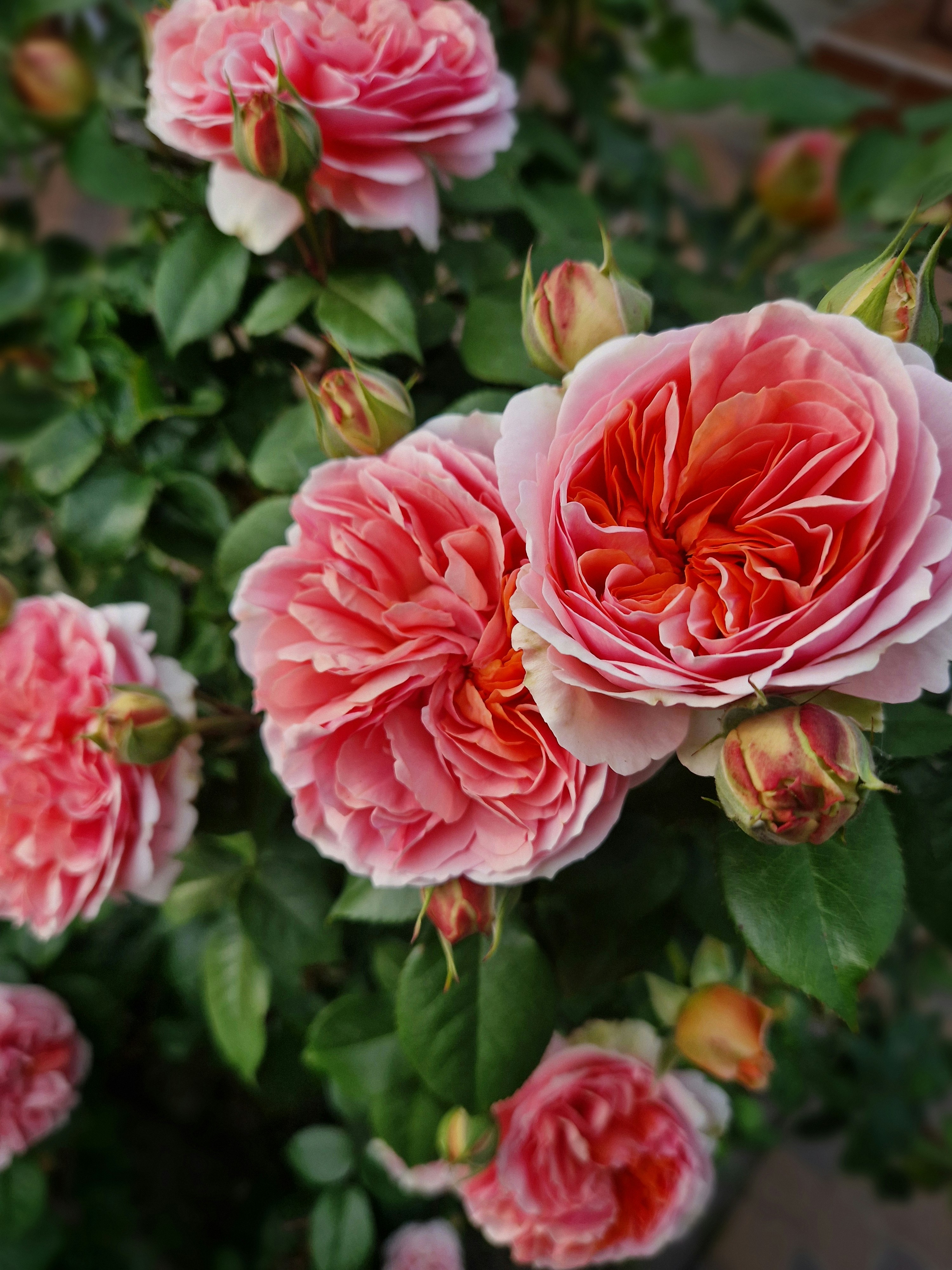 Beautiful pink roses are in full bloom.