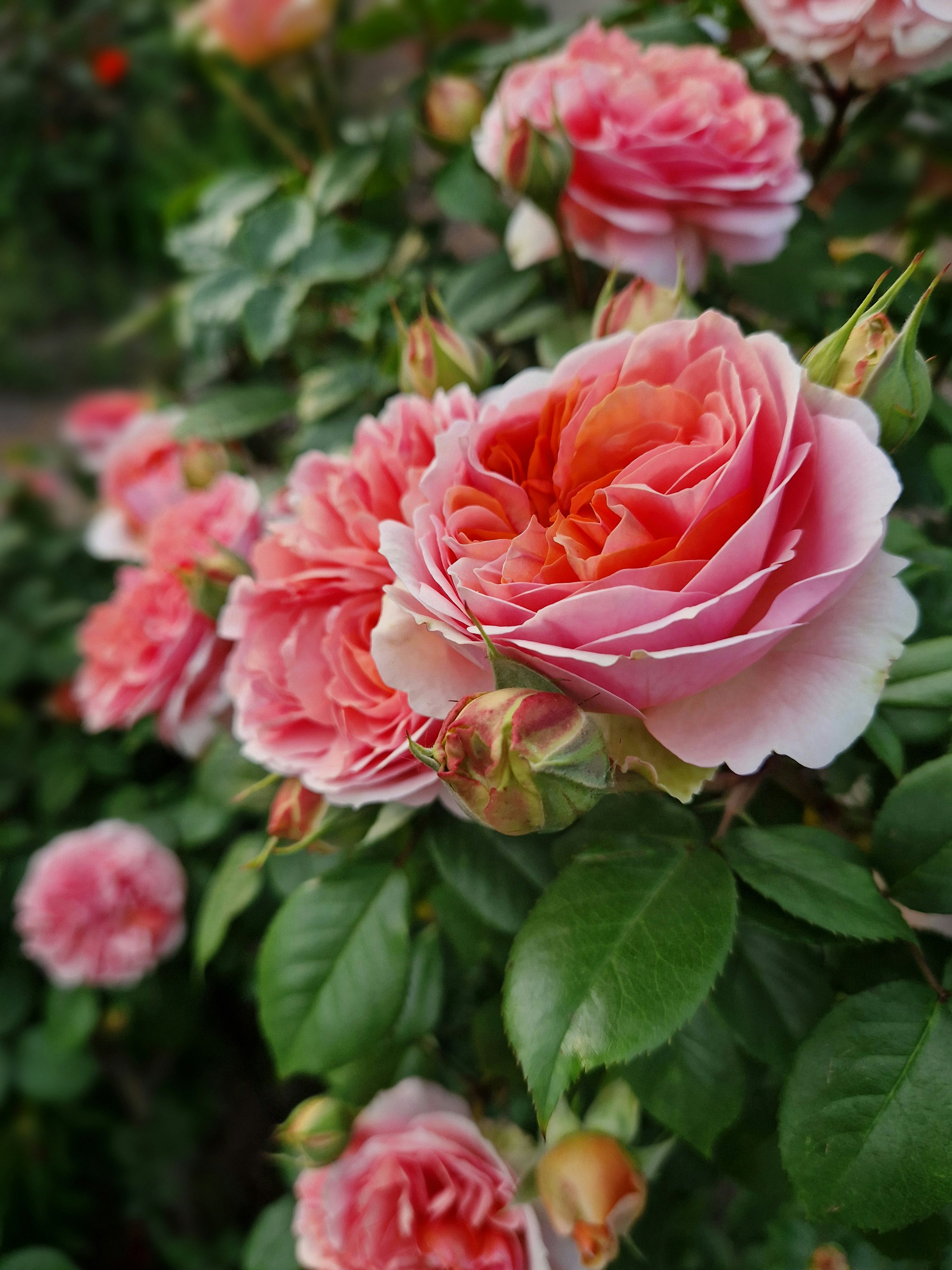 Photo by dmushtaieva