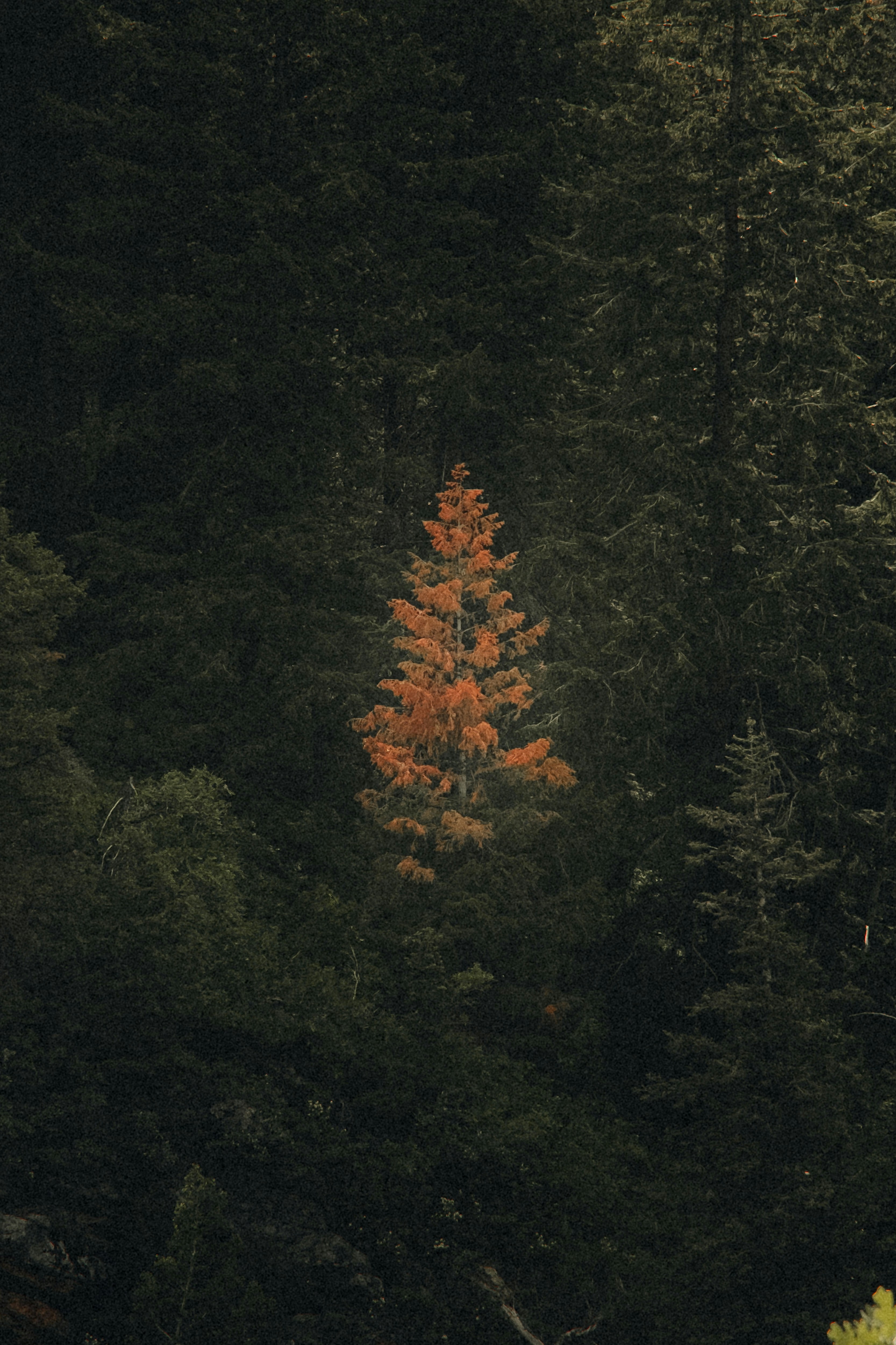 A solitary tree glows orange in the deep forest.