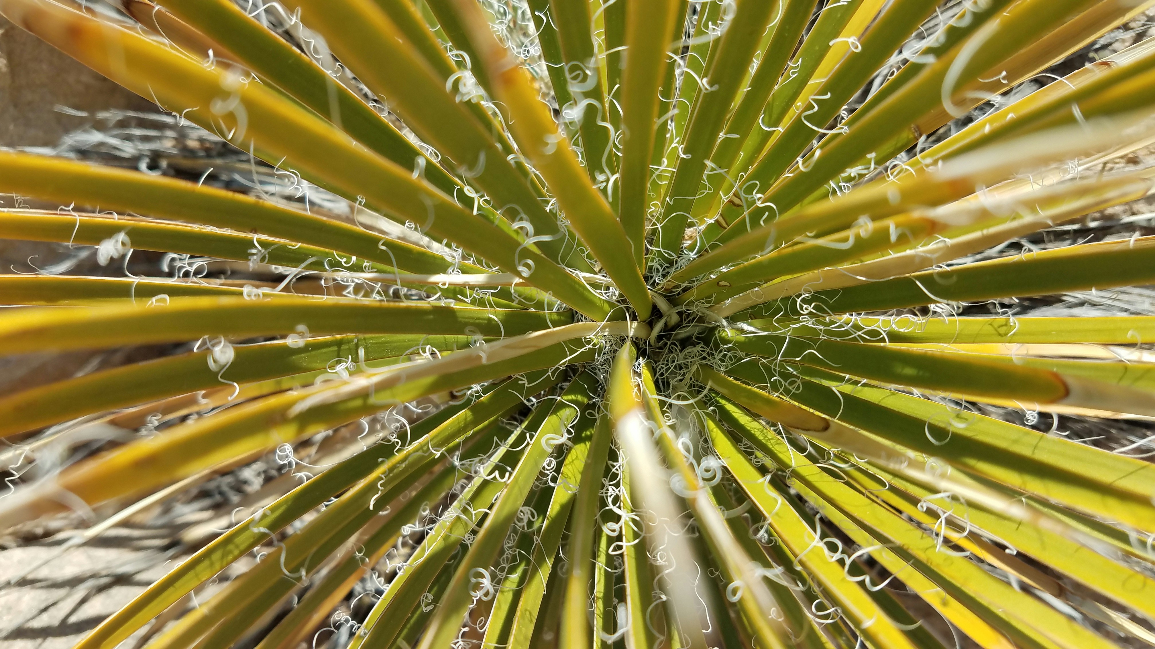 A close-up view of a spiky plant.