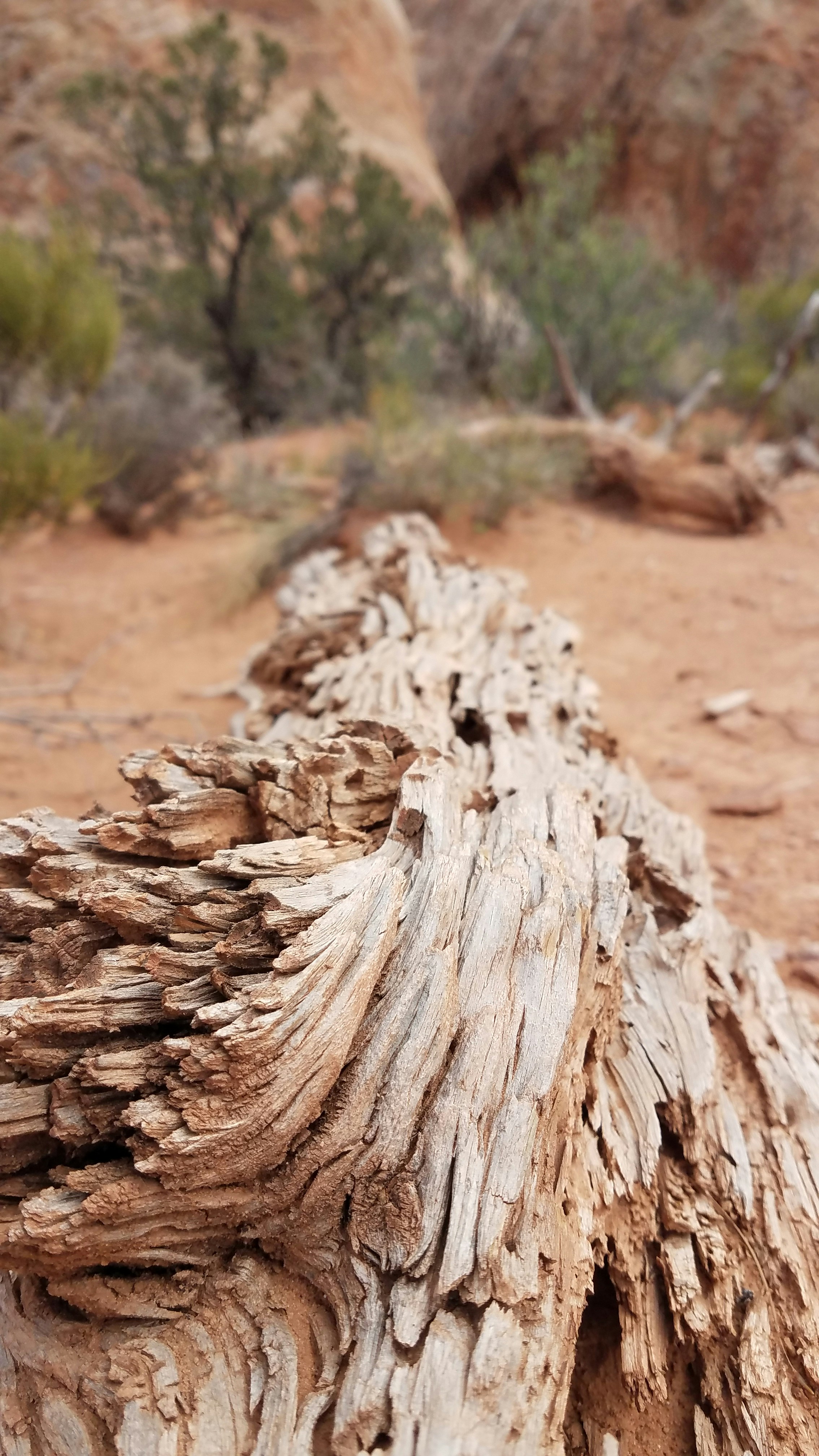 Weathered wood lies in a desert environment.