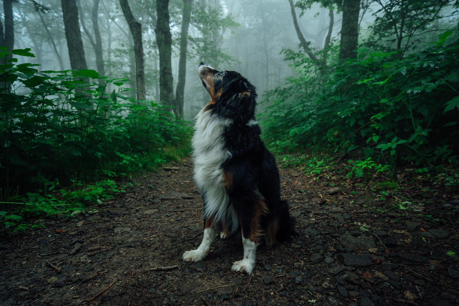 Dog sitting on a forest trail in Asheville, North Carolina