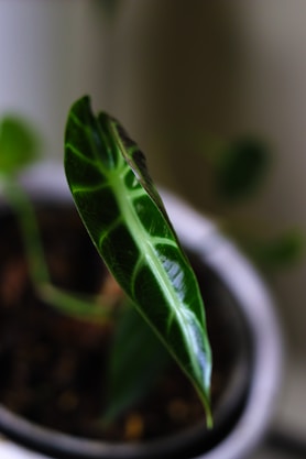 A close-up of a striking plant leaf.