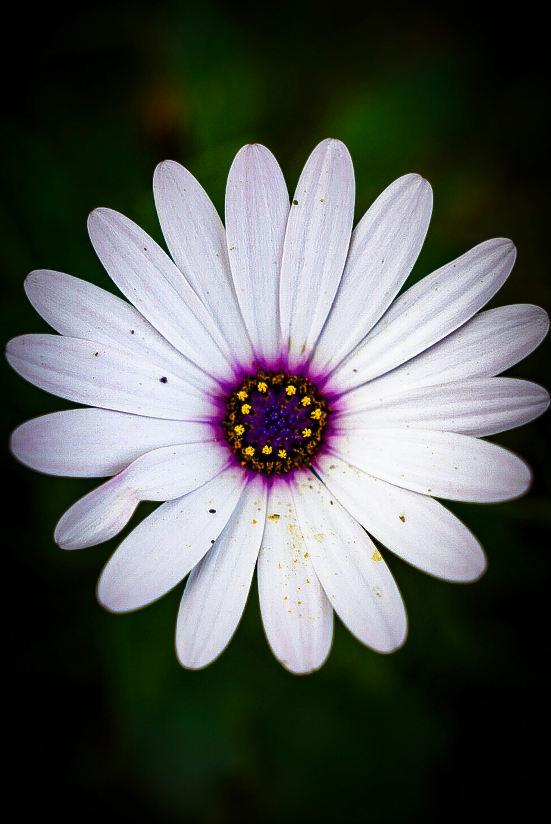 Photo by meri_vasilevski