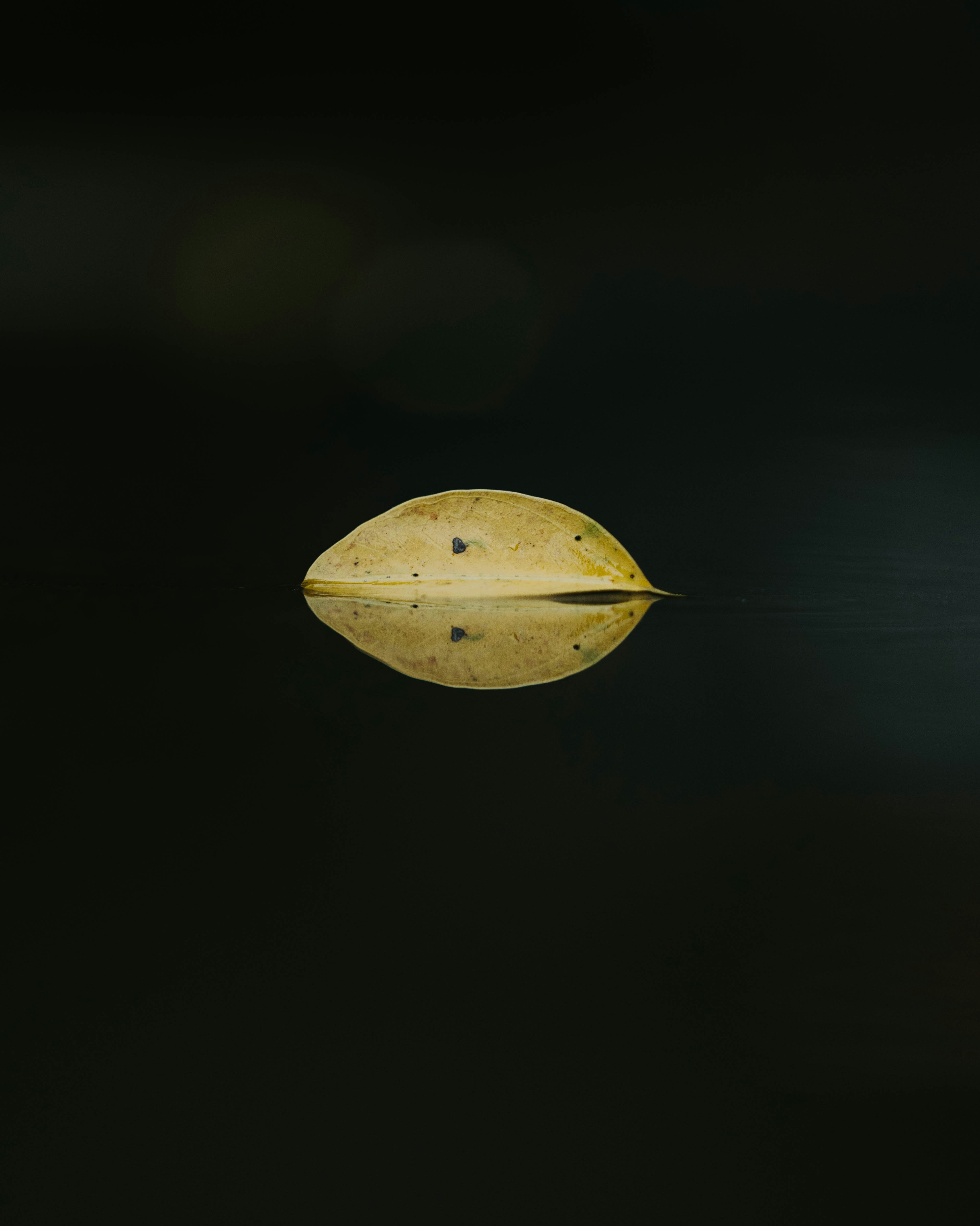 A leaf floats on a still, reflective surface.