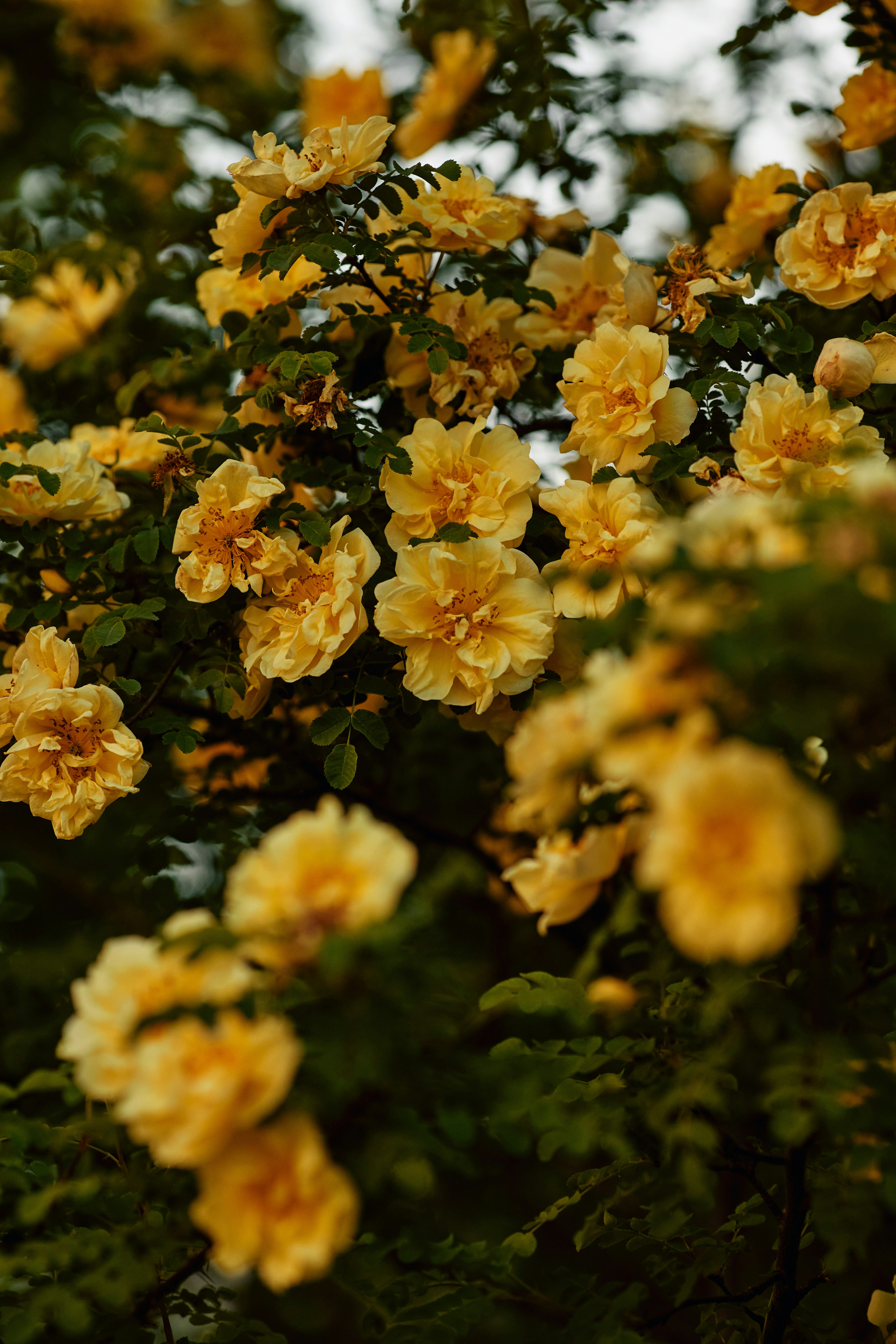 Yellow roses bloom abundantly on a bush.