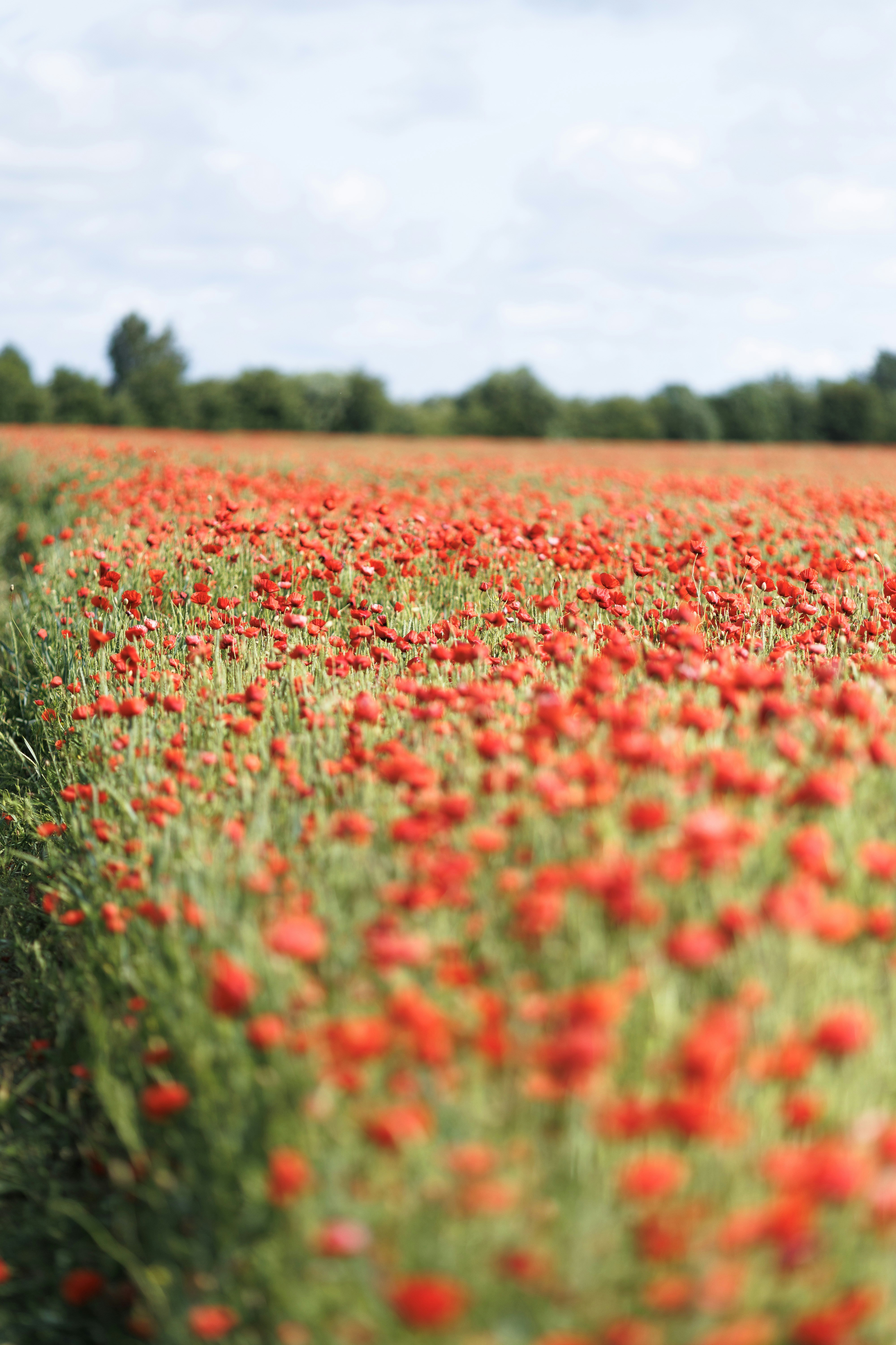 Field of red poppies in full bloom.