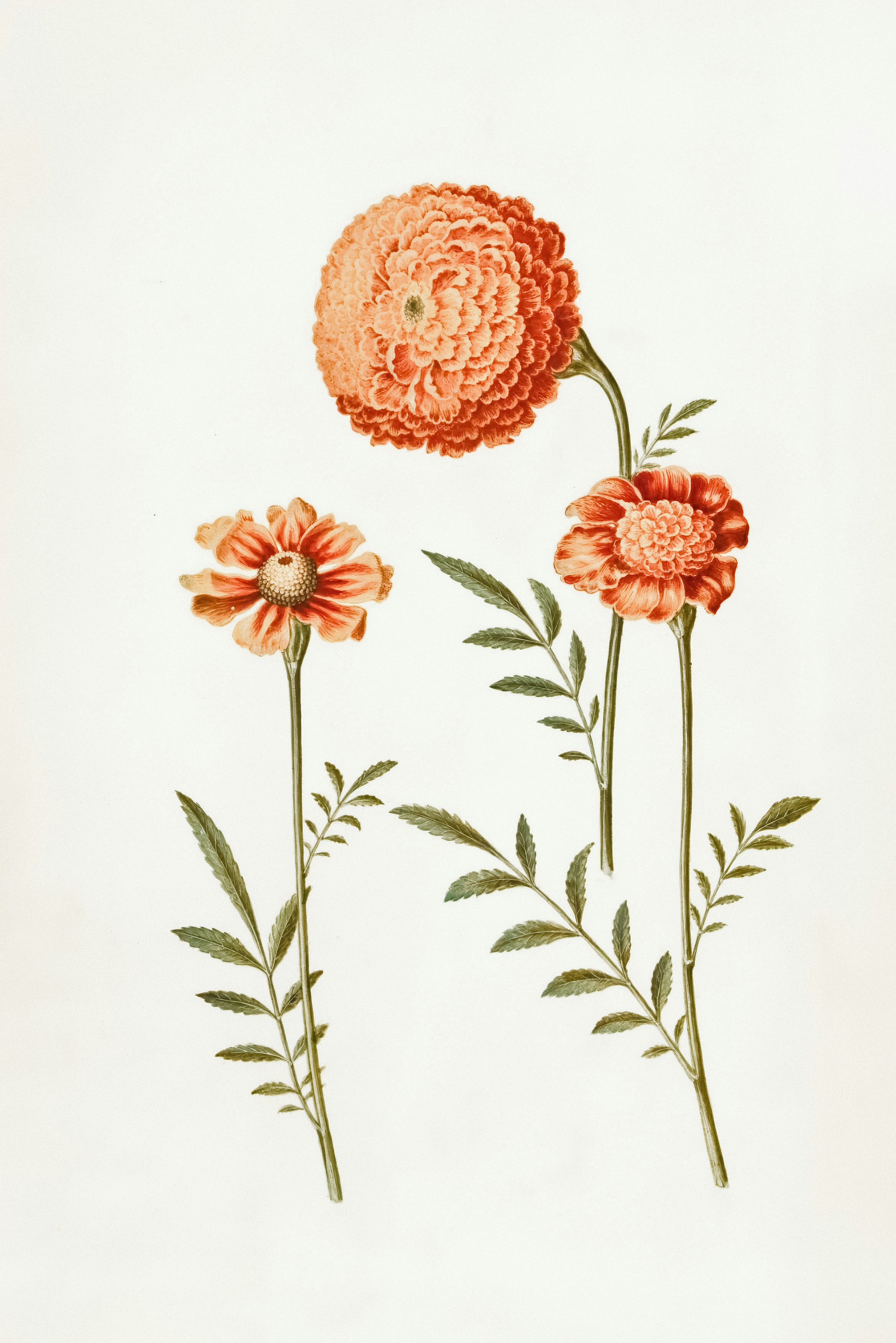 Orange marigold flowers are in full bloom.