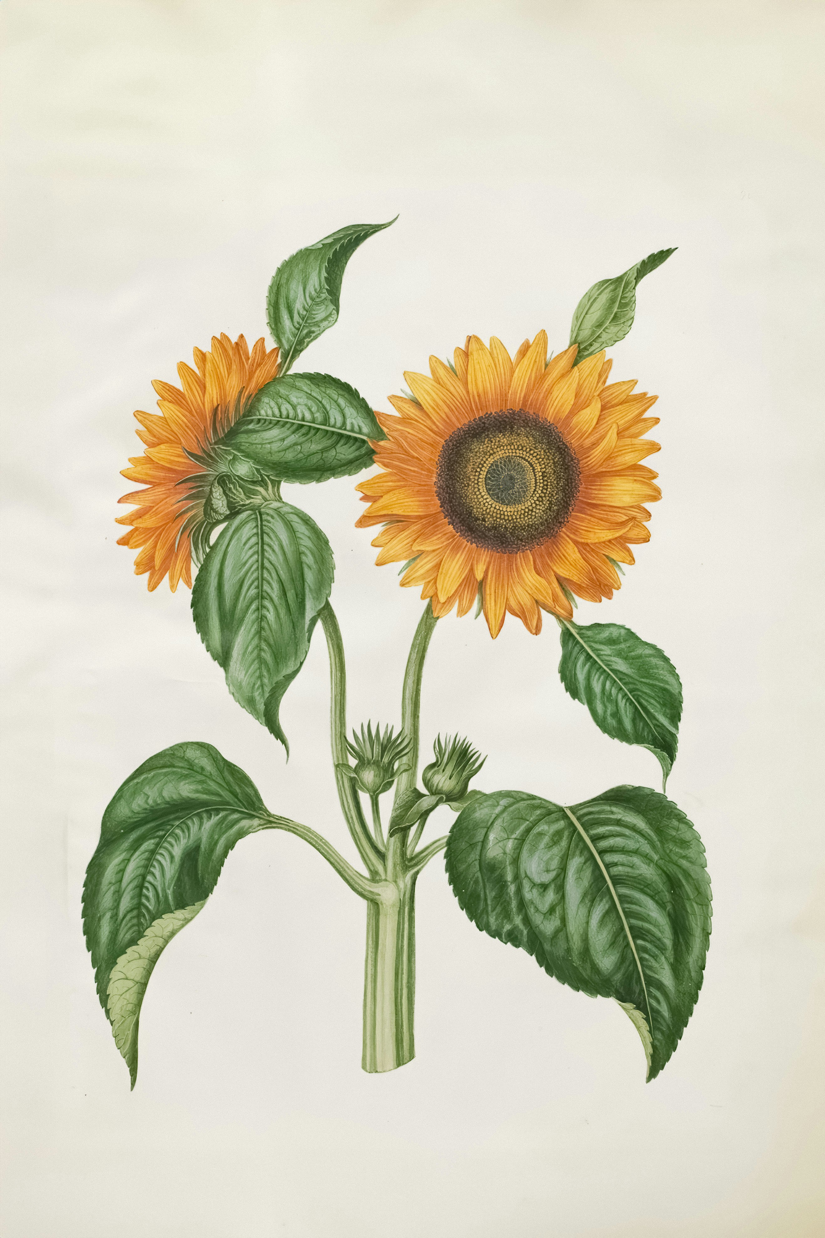 Common sunflower plant