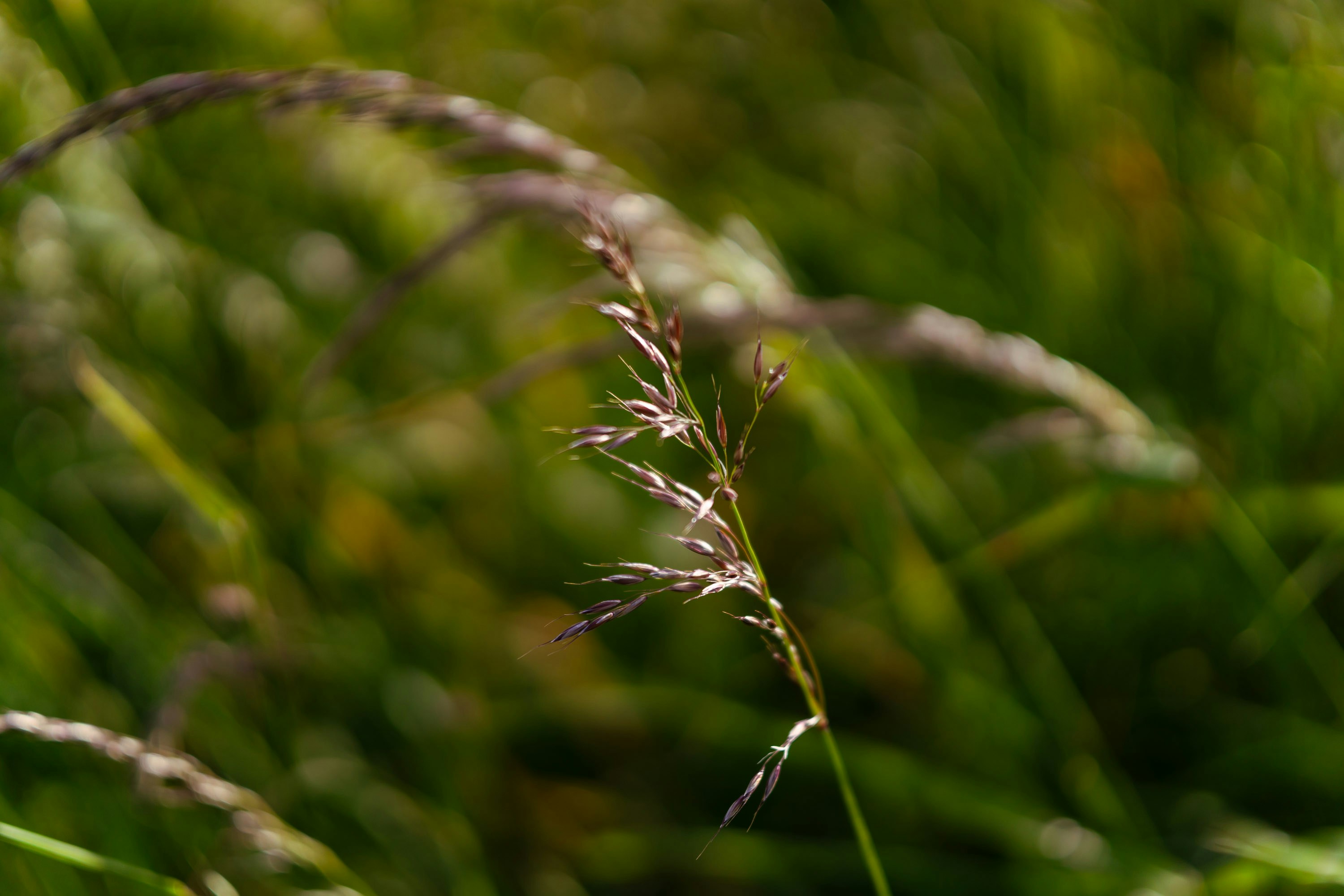 Photo by max_van_kaam