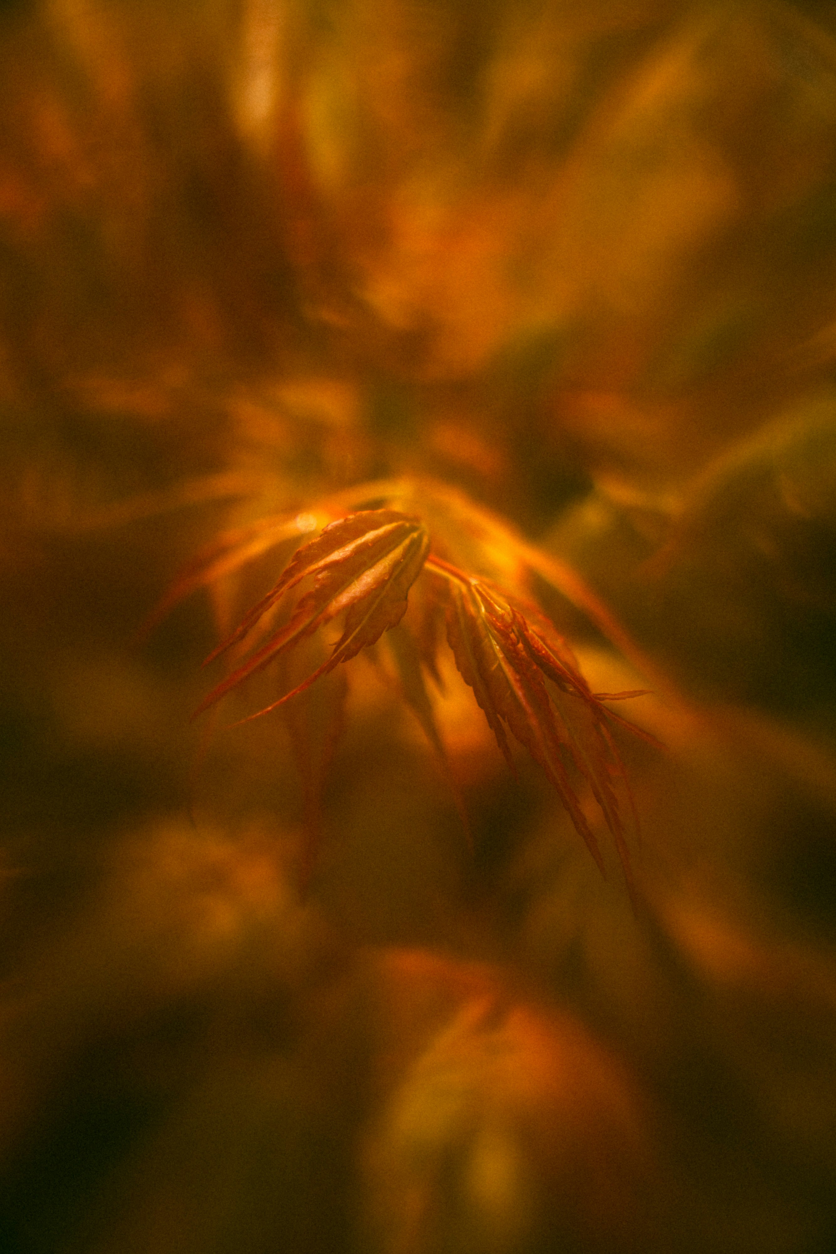 Photo by max_van_kaam