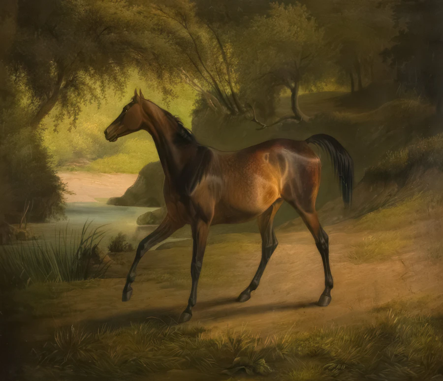 Horse portrait in soft natural light