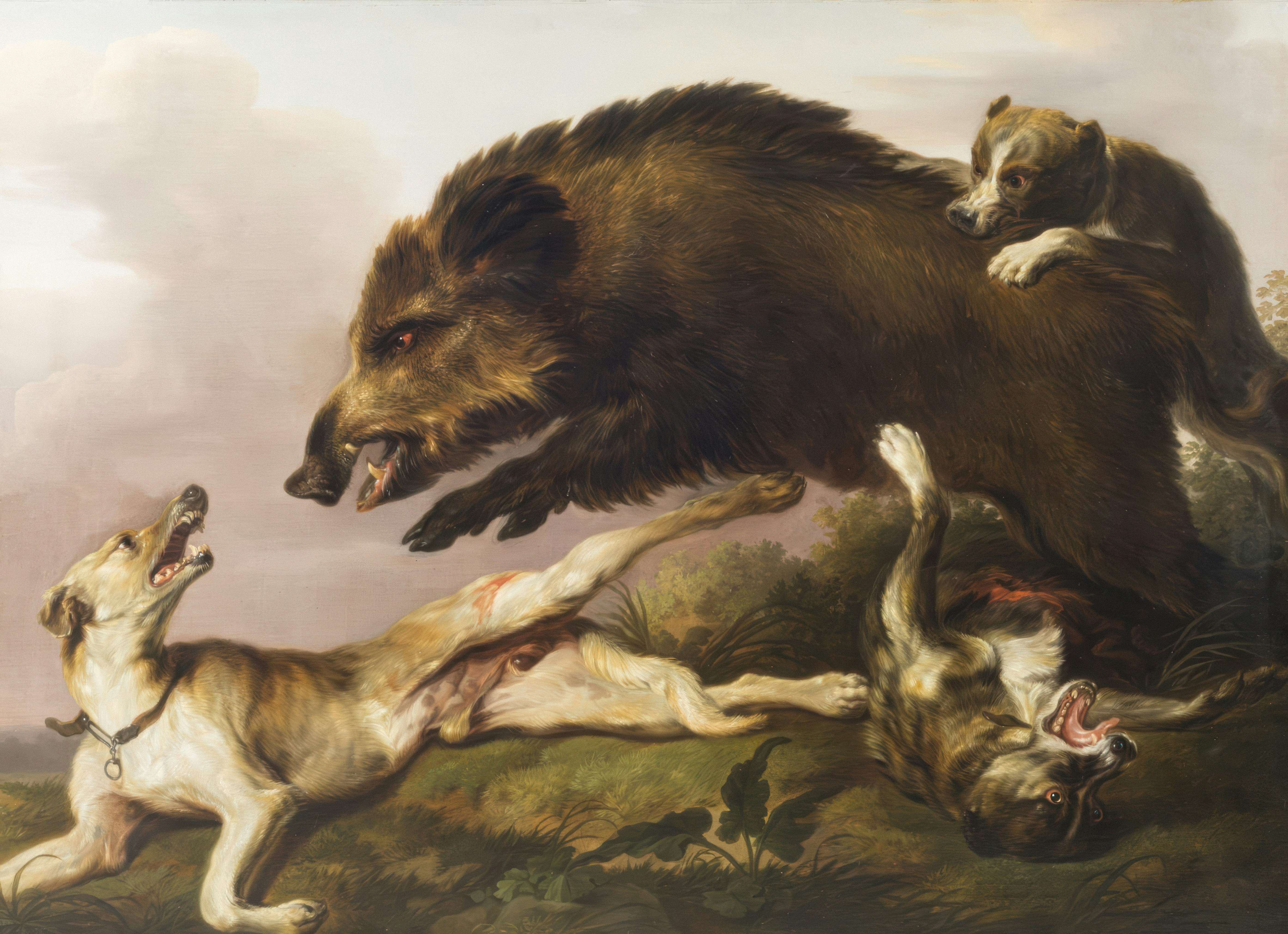 야생 멧돼지가 풀밭에서 개들을 공격한다.